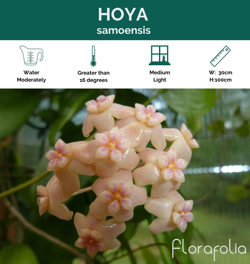 Hoya samoensis, photo 5
