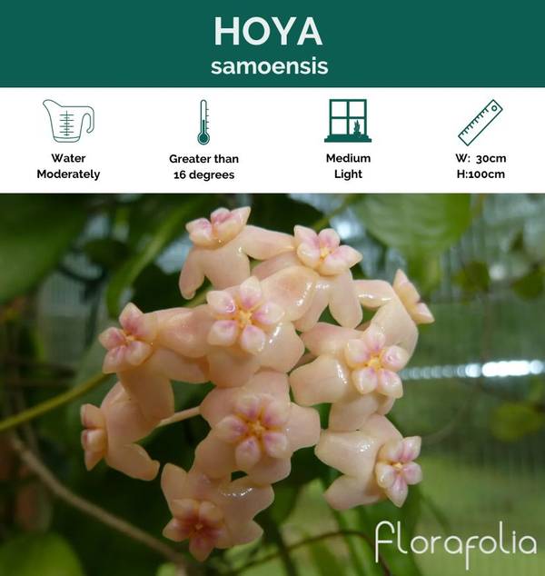 Hoya samoensis, photo 5