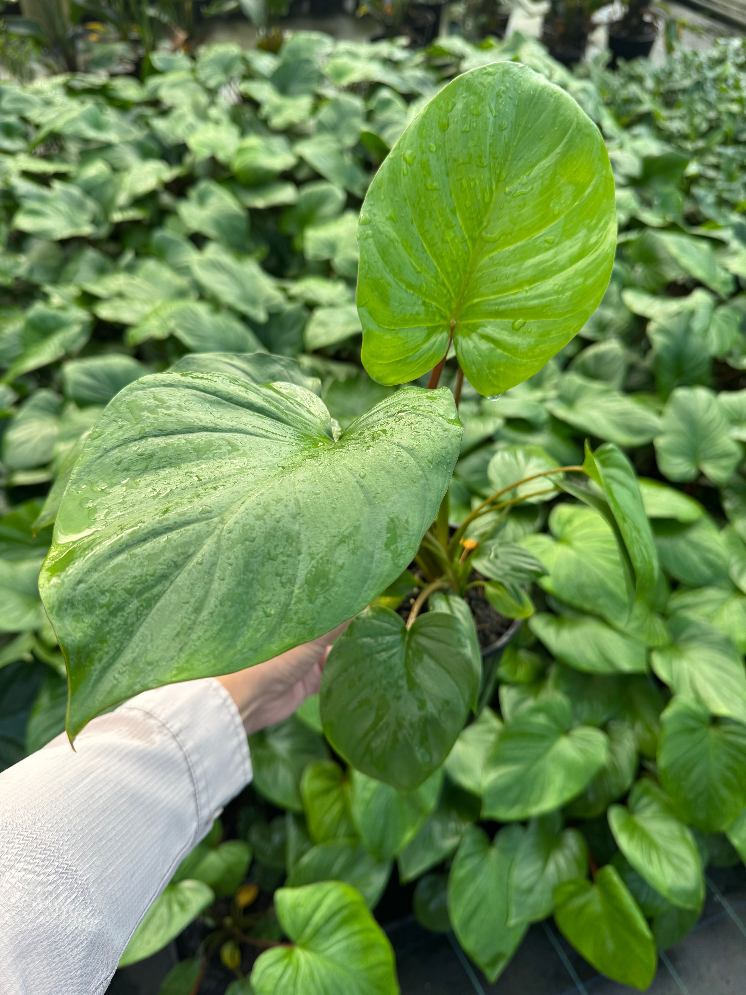 Homalomena rubescens Maggi grown at the nursery