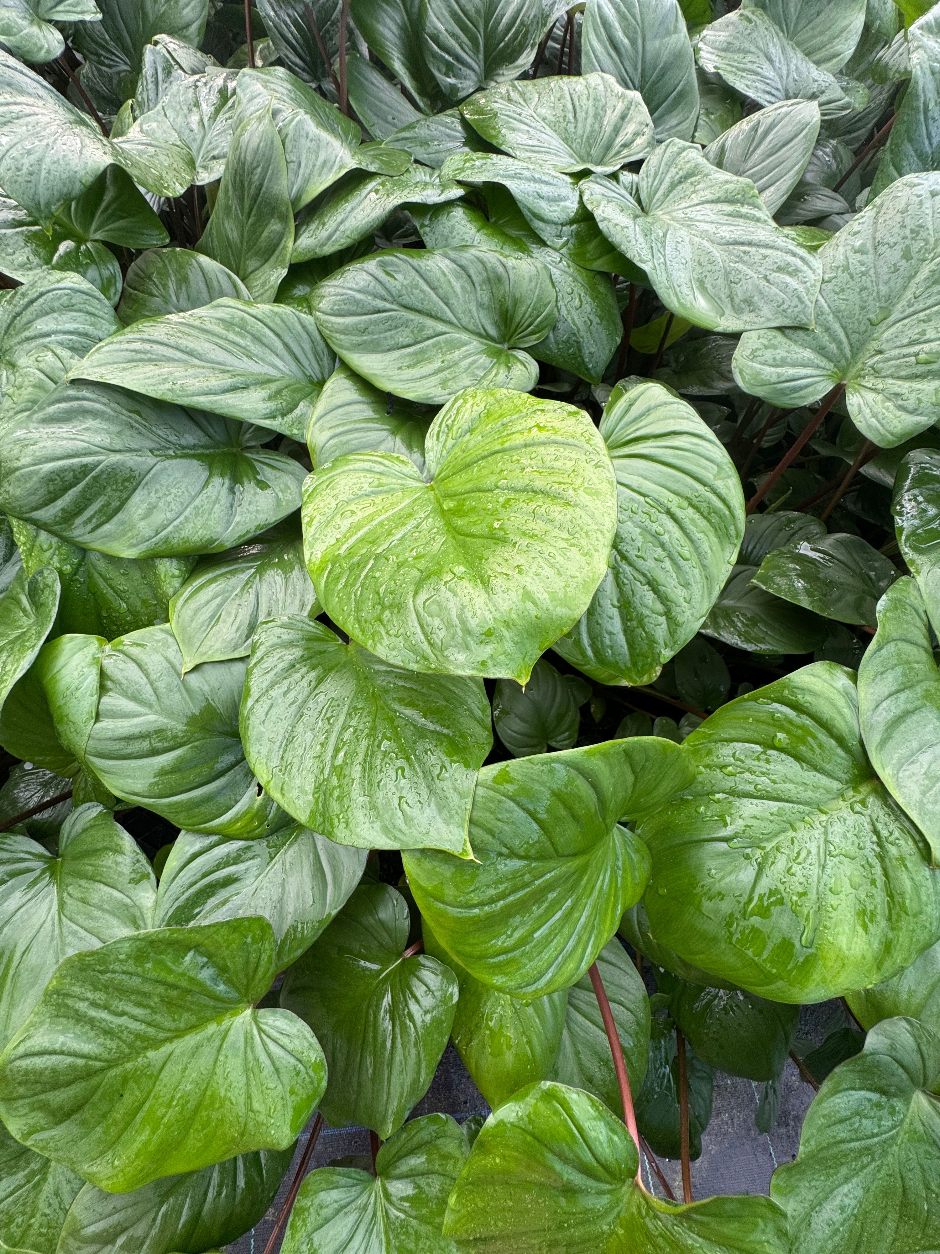 Homalomena rubescens Maggi, photo 2