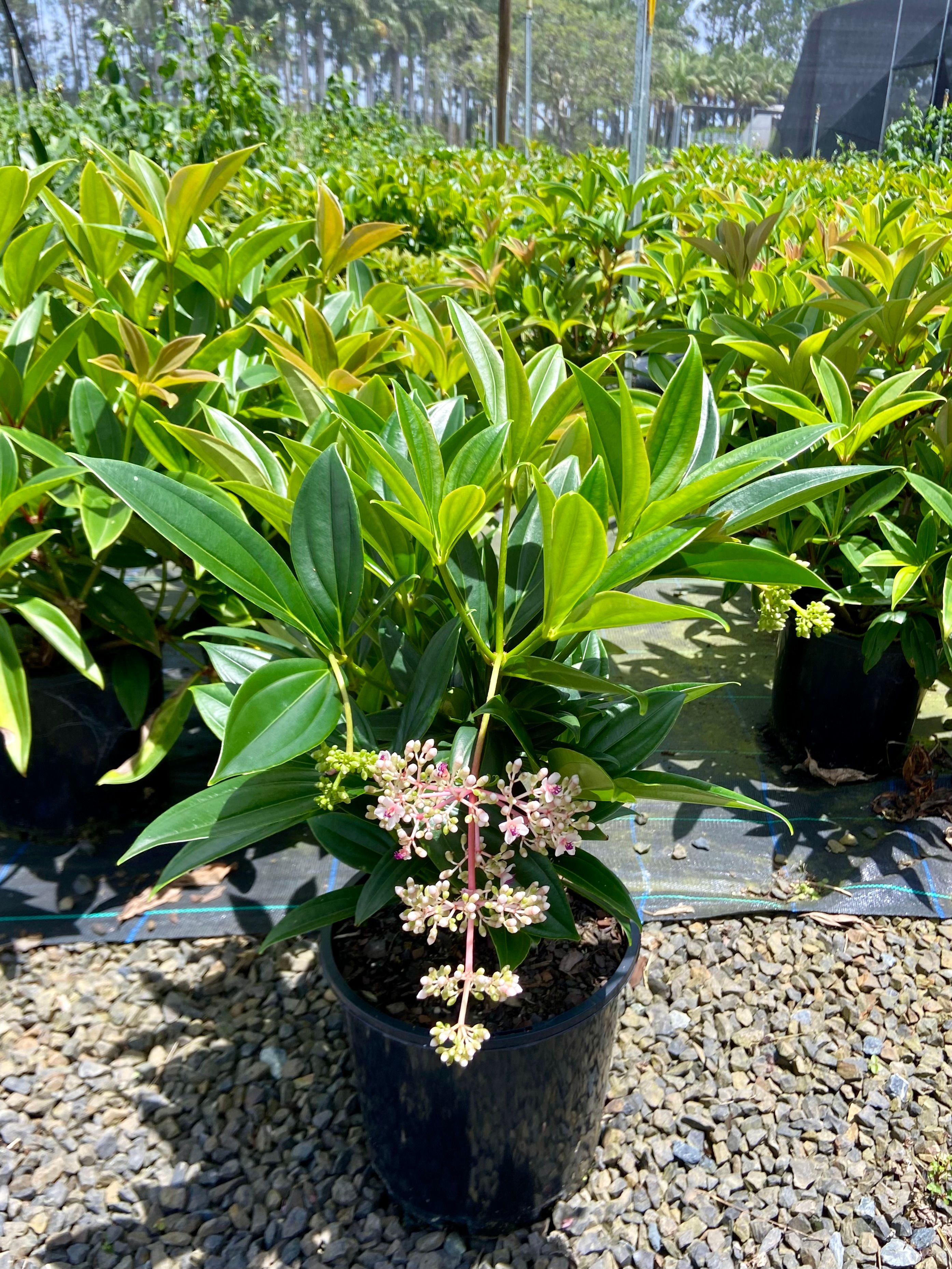 Medinilla myriantha, photo 4