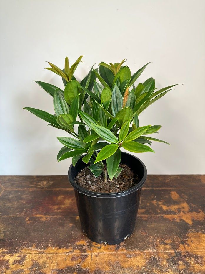 Medinilla myriantha grown at the nursery