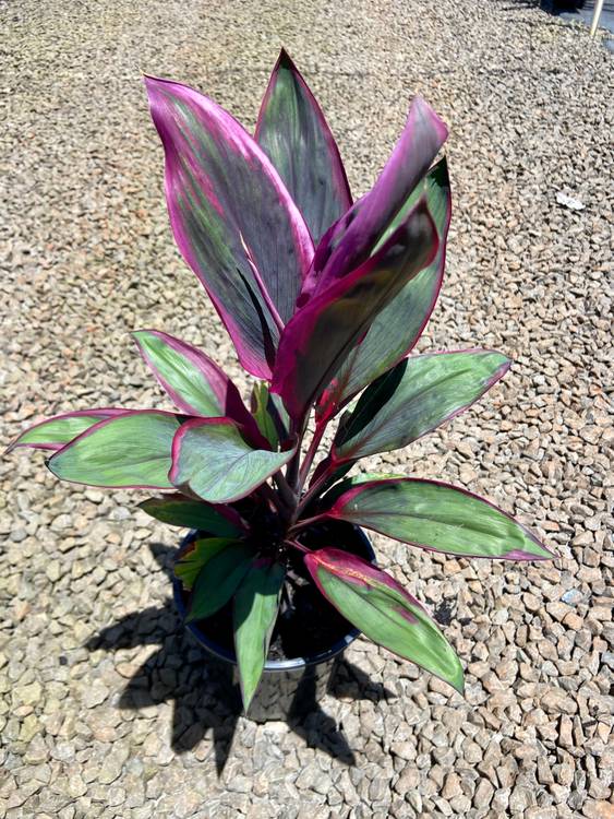 Cordyline fruticosa Purple Prince, photo 3