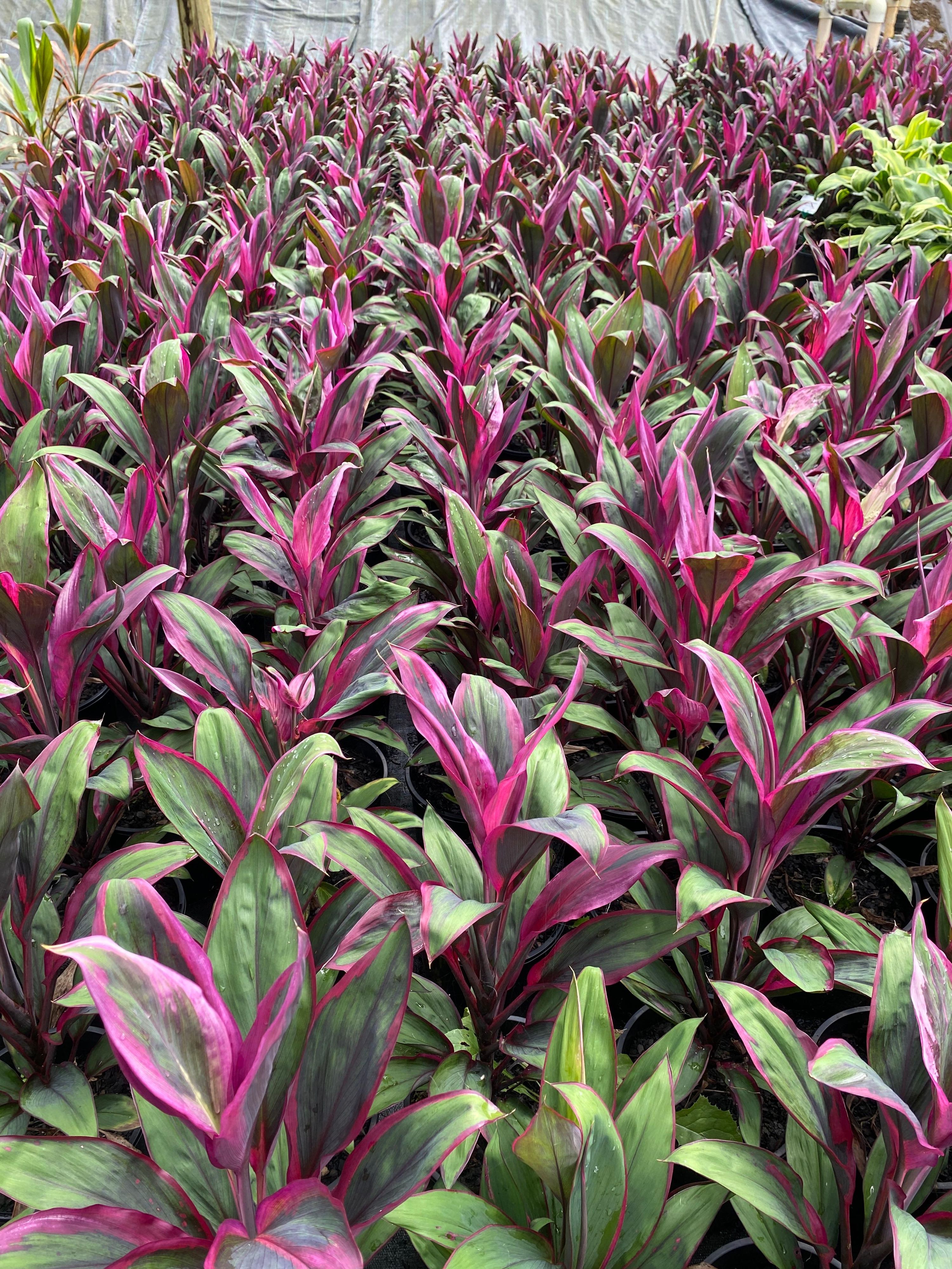 Cordyline fruticosa Purple Prince, photo 4