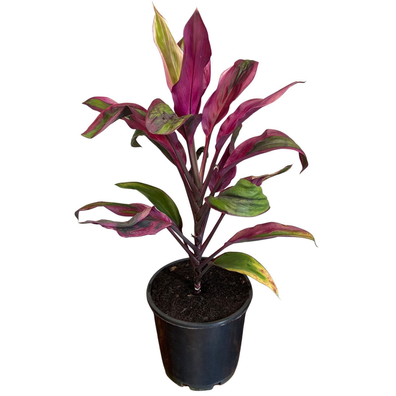 Cordyline fruticosa Purple Prince, photo 2