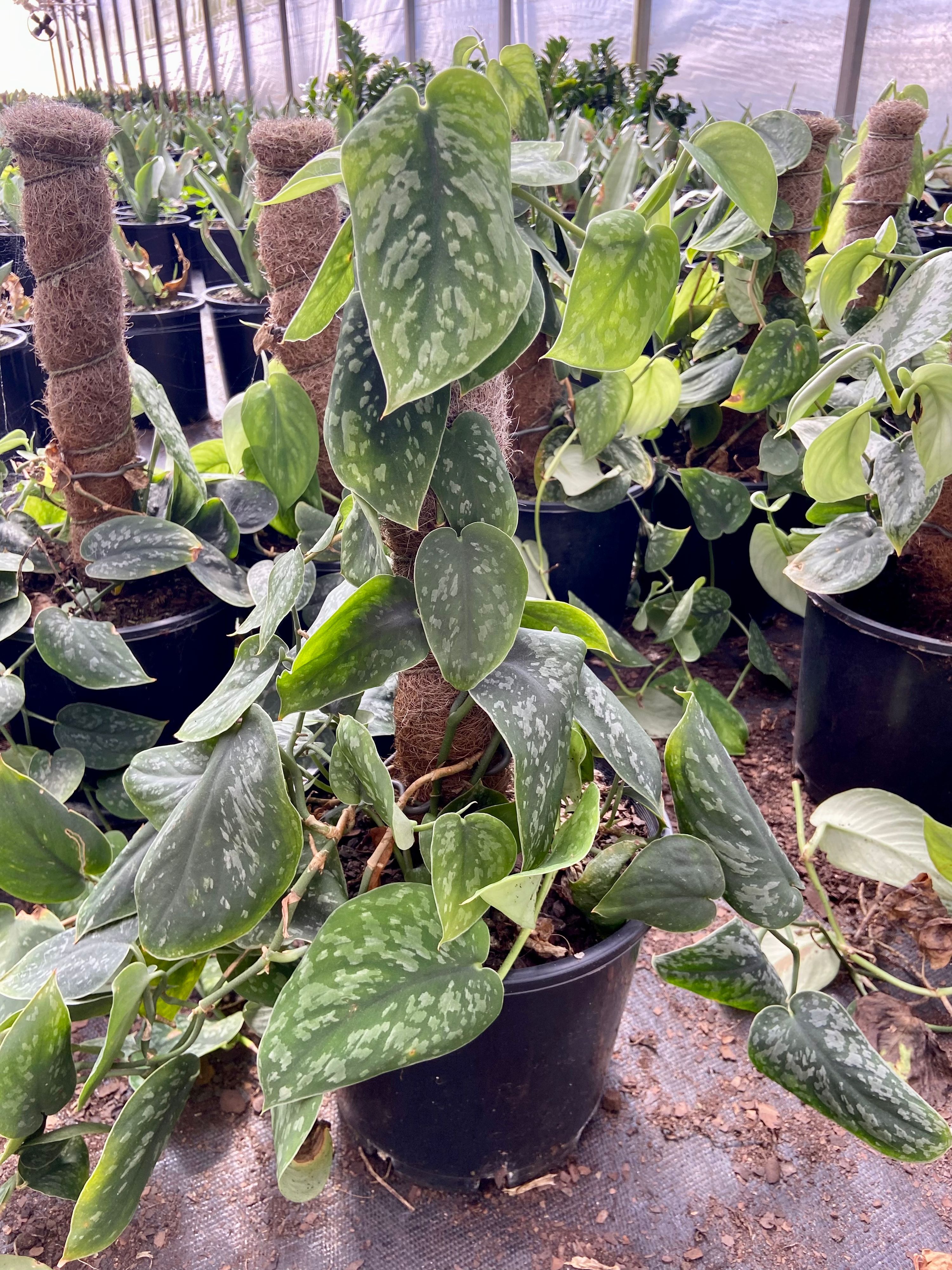 Scindapsus pictus exotica, photo 2
