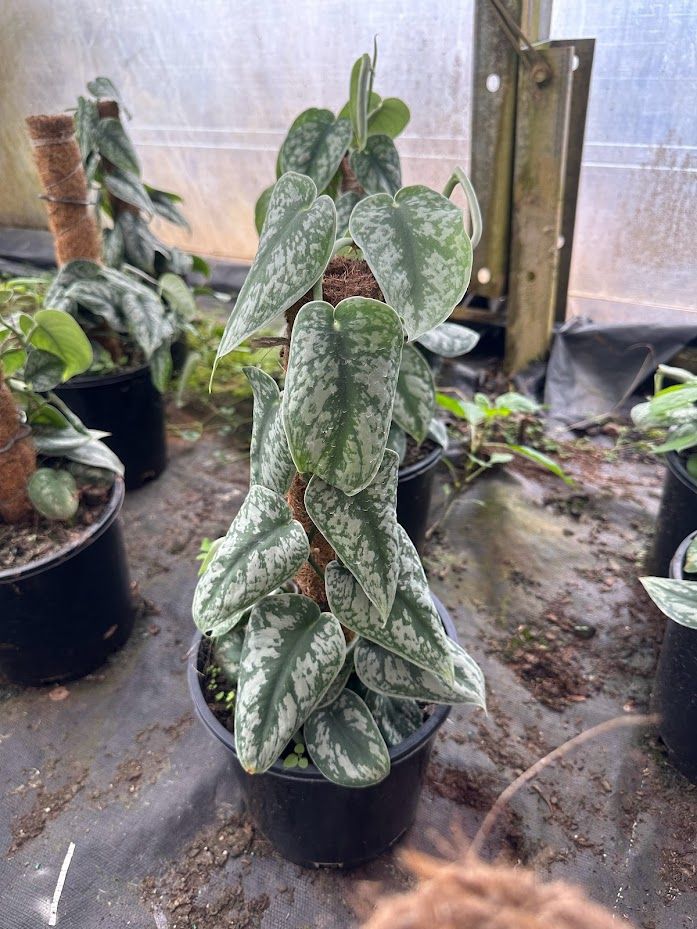 Scindapsus pictus exotica grown at the nursery