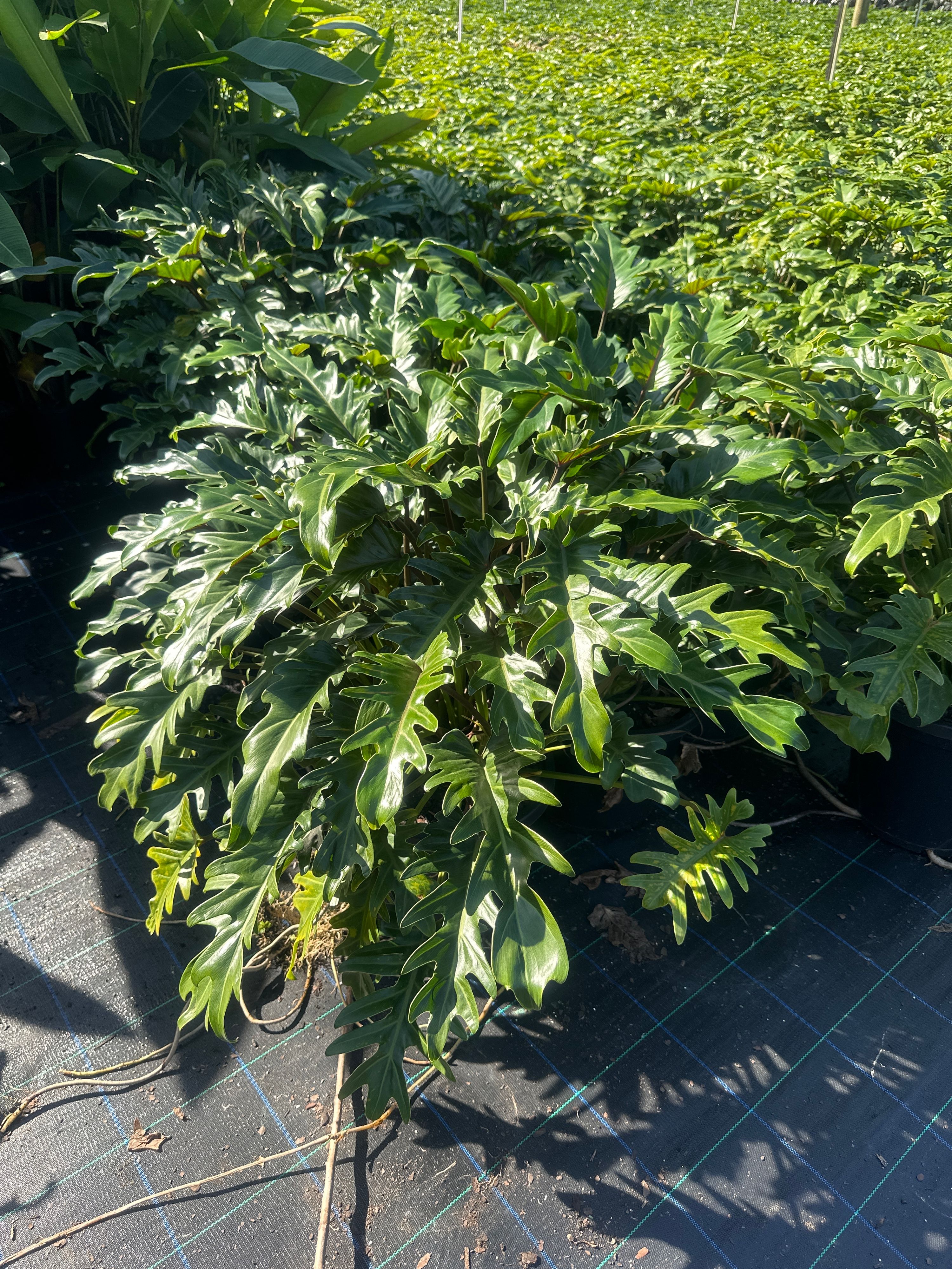 Philodendron xanadu grown at the nursery