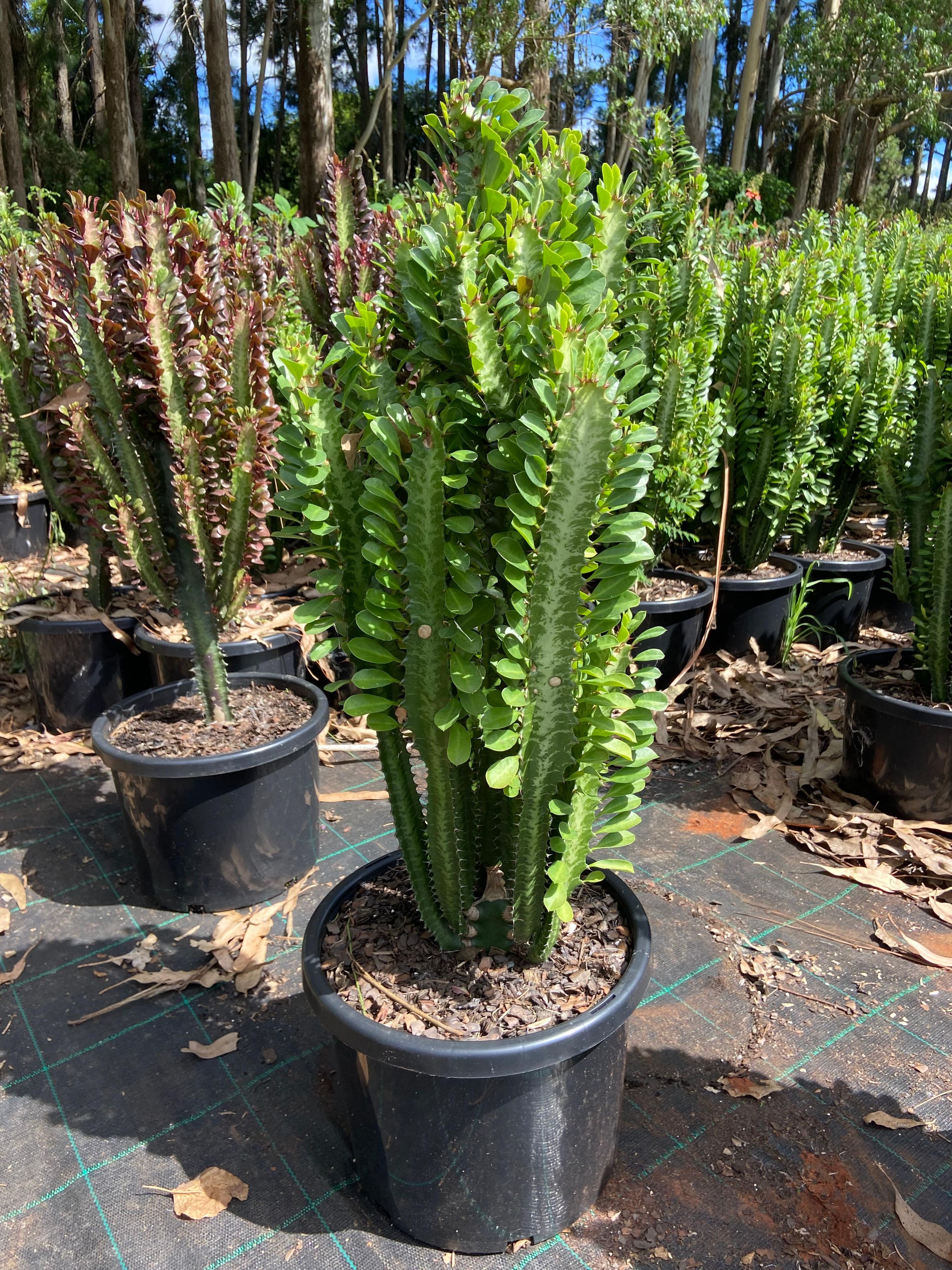 Euphorbia trigona Mixed, photo 2