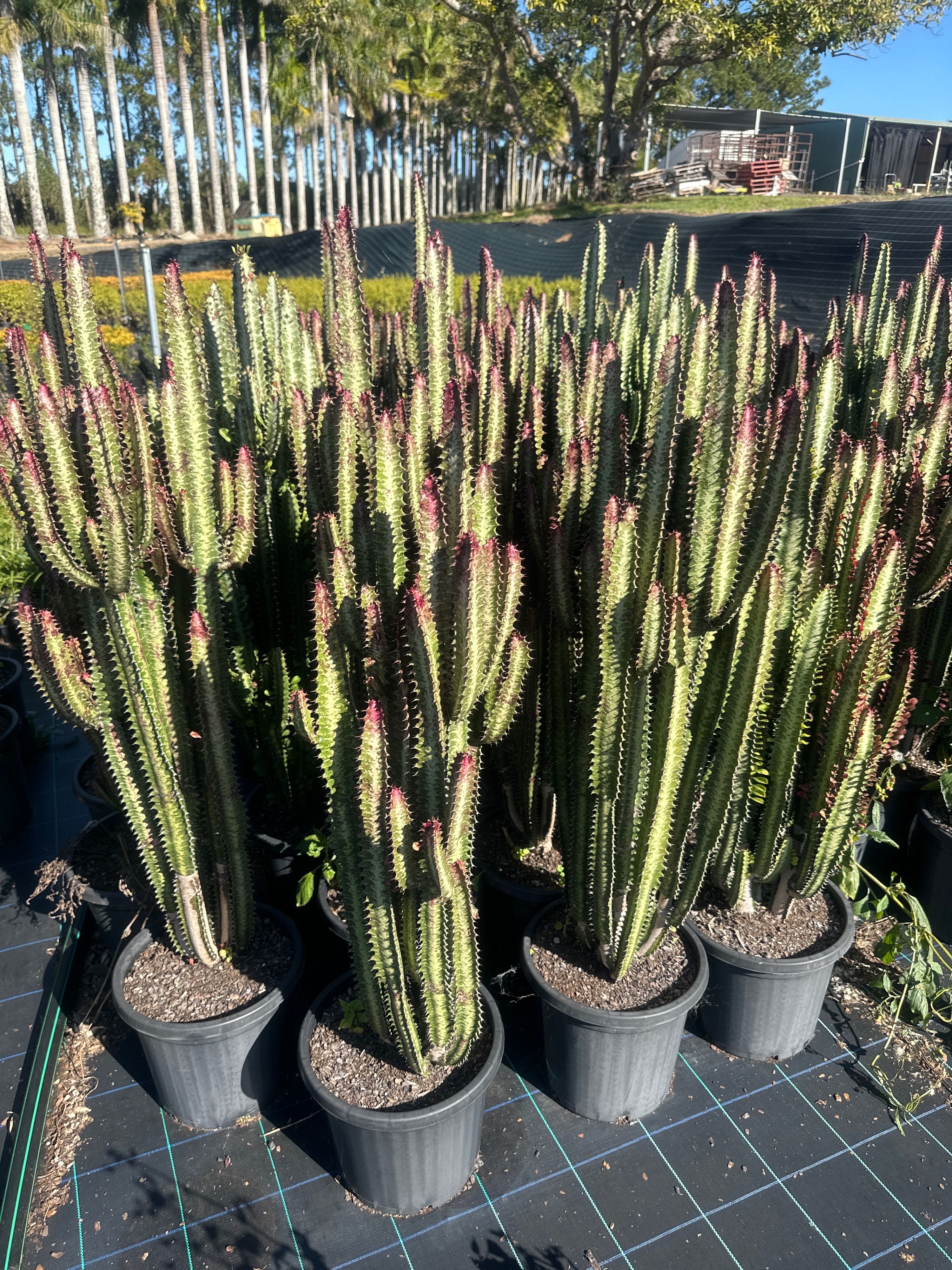 Euphorbia trigona Mixed grown at the nursery