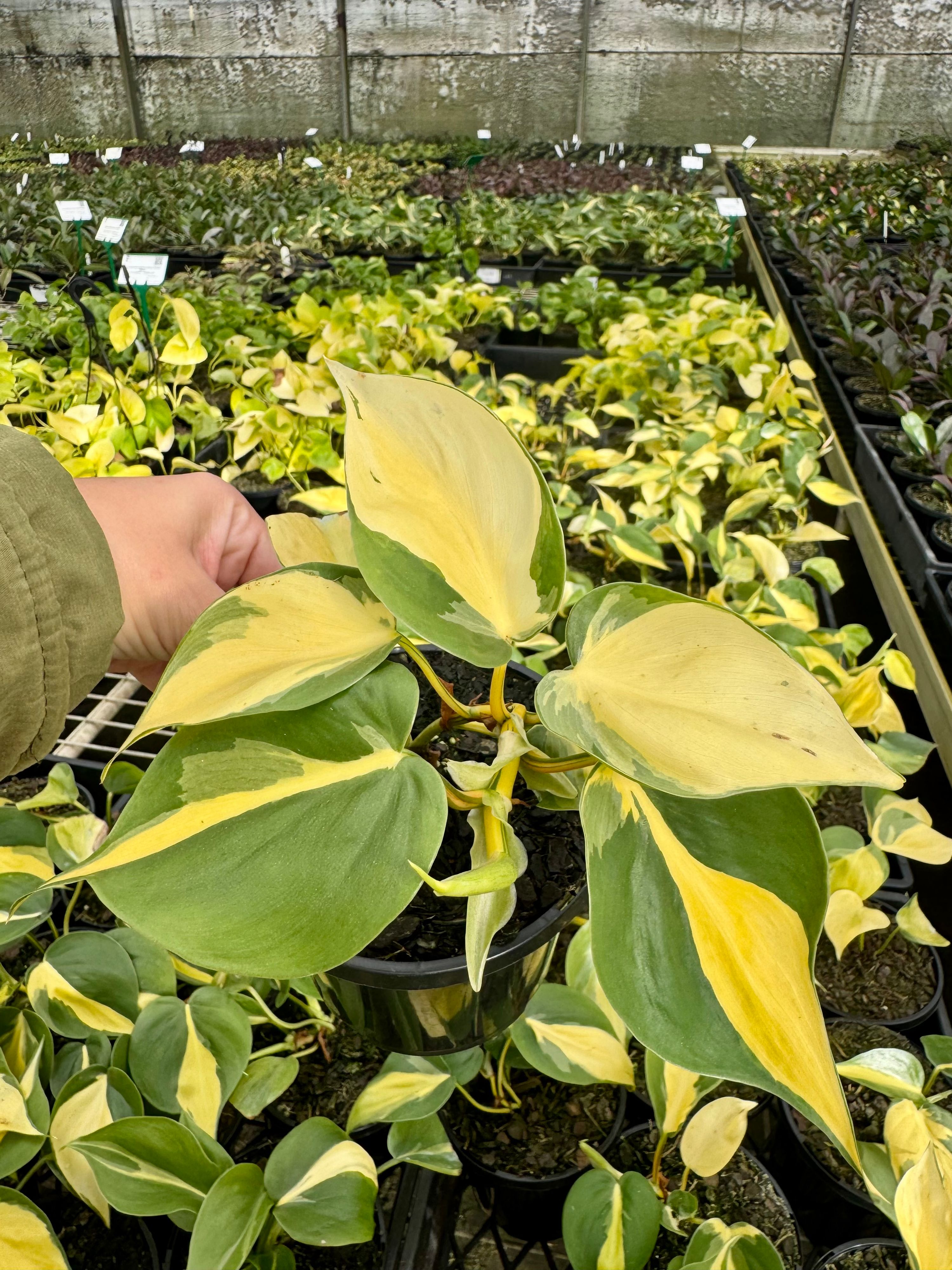 Philodendron hederaceum Brasil grown at the nursery