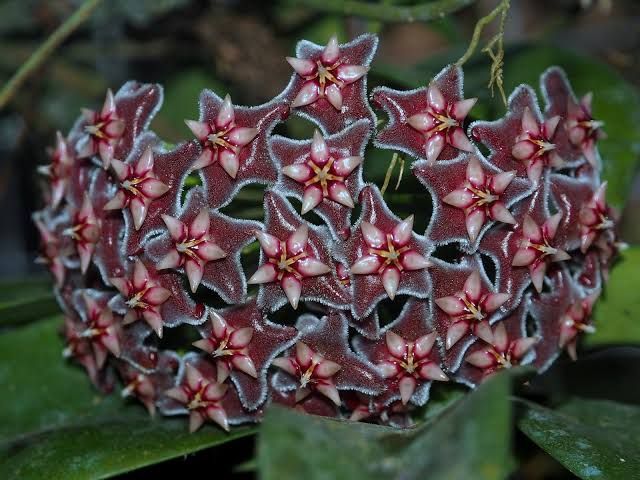 Hoya pubicorolla ssp. anthracina Black Dragon grown at the nursery