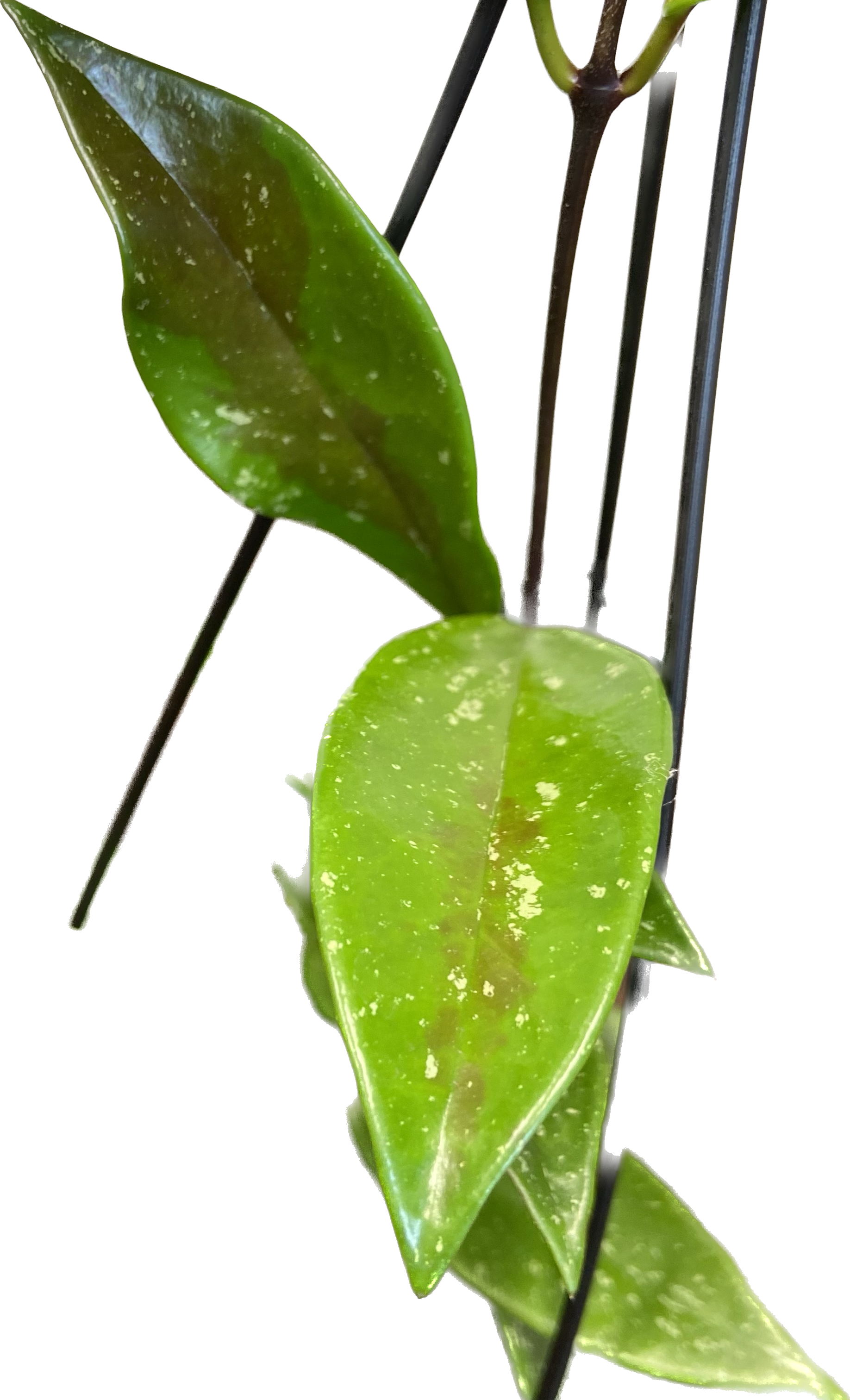 Hoya pubicorolla ssp. anthracina Black Dragon, photo 2