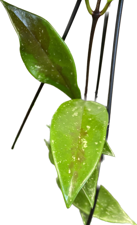 Hoya pubicorolla ssp. anthracina Black Dragon, photo 2