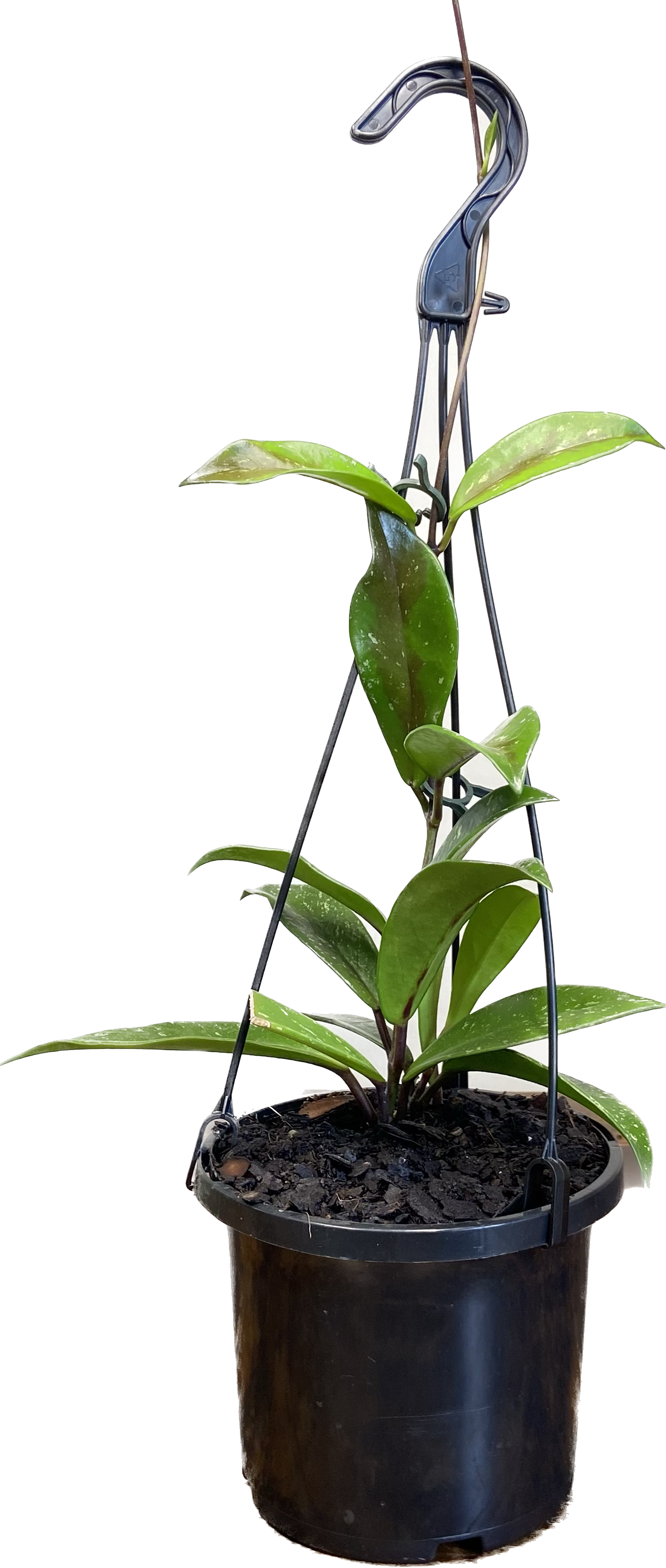 Hoya pubicorolla ssp. anthracina Black Dragon, photo 3