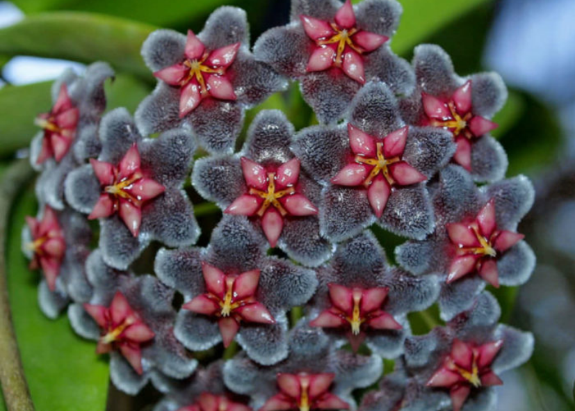 Hoya pubicorolla ssp. anthracina Black Dragon, photo 5