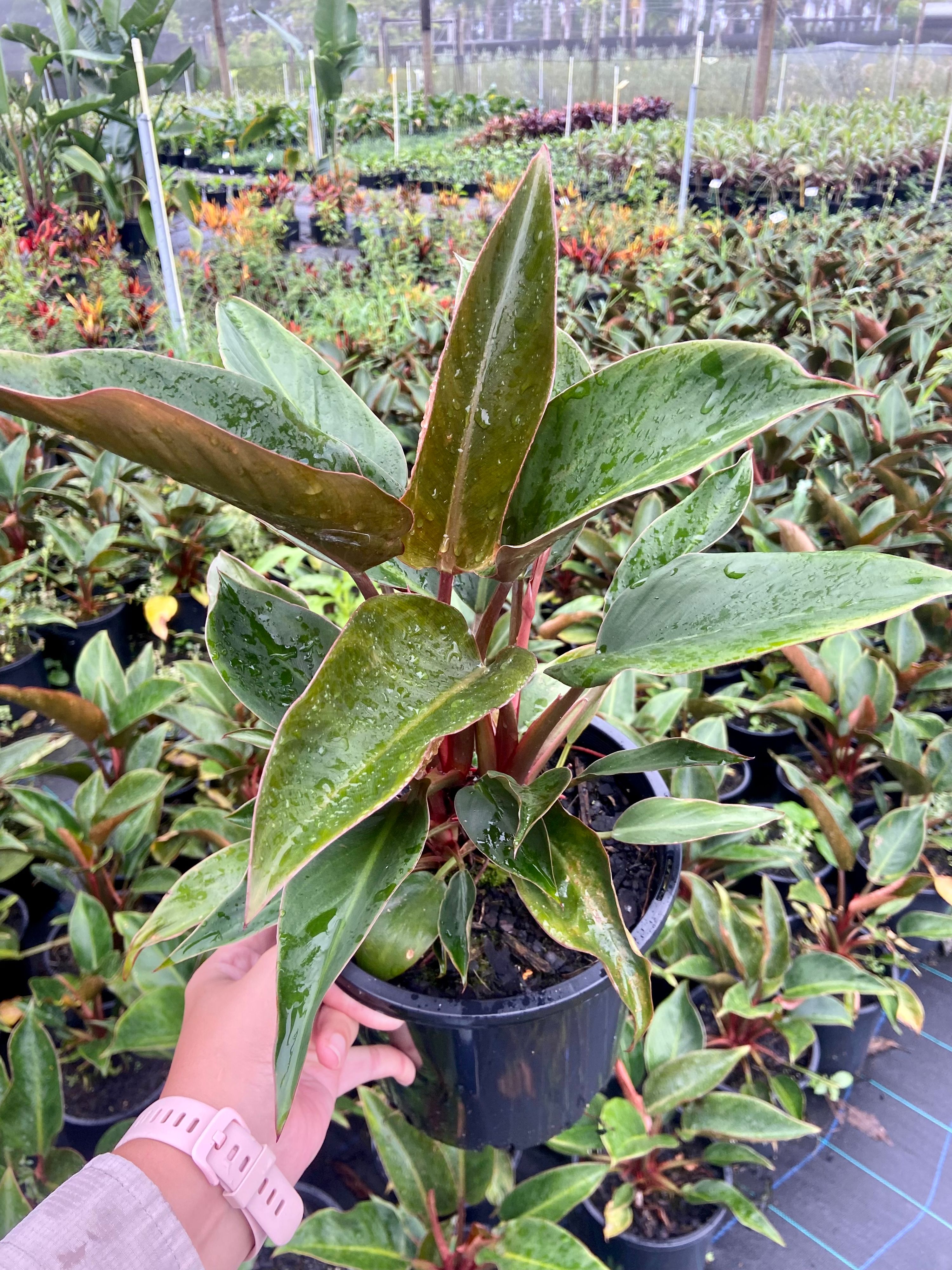 Philodendron tatei Rojo Congo, photo 2