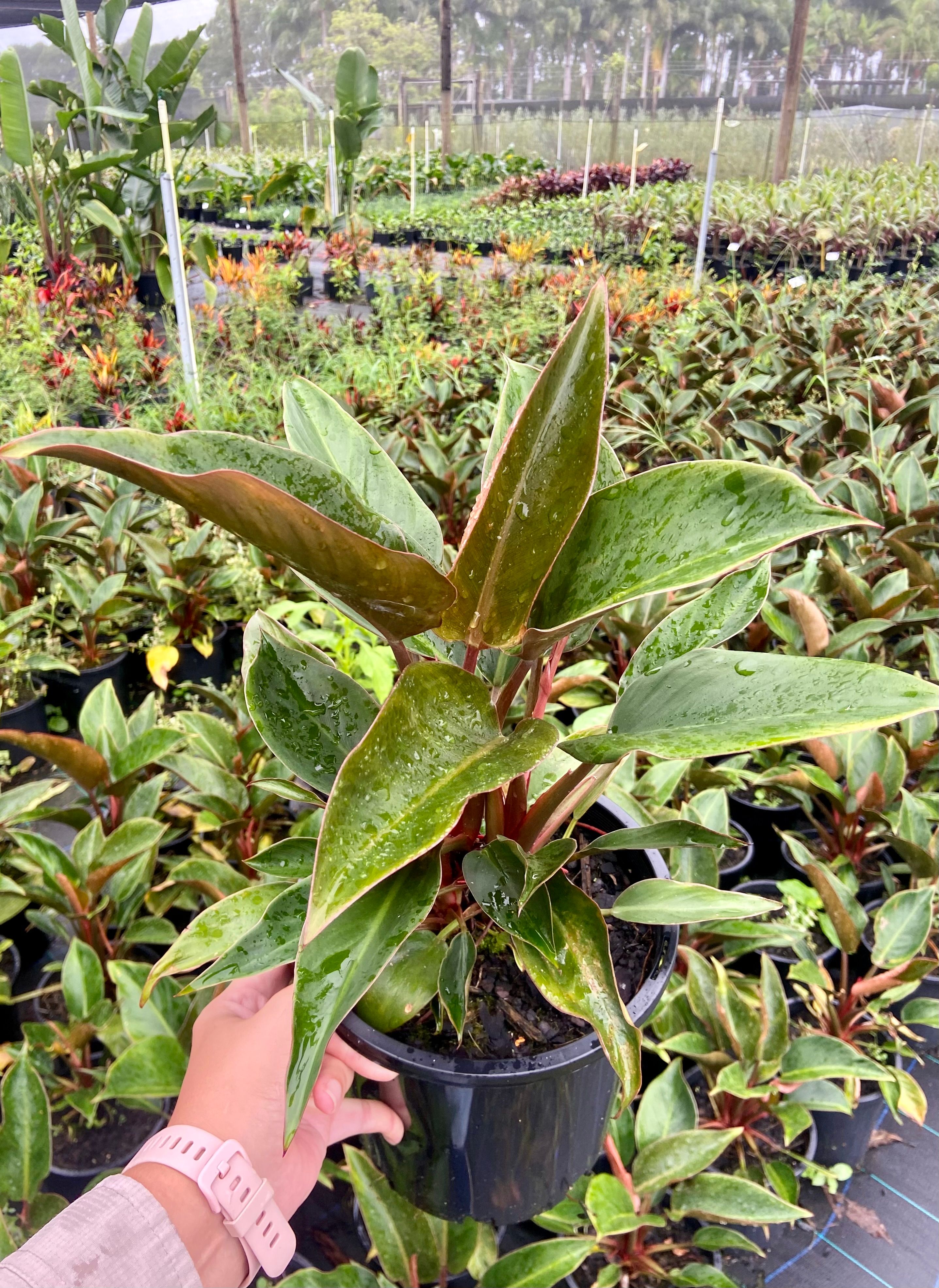 Philodendron tatei Rojo Congo, photo 3