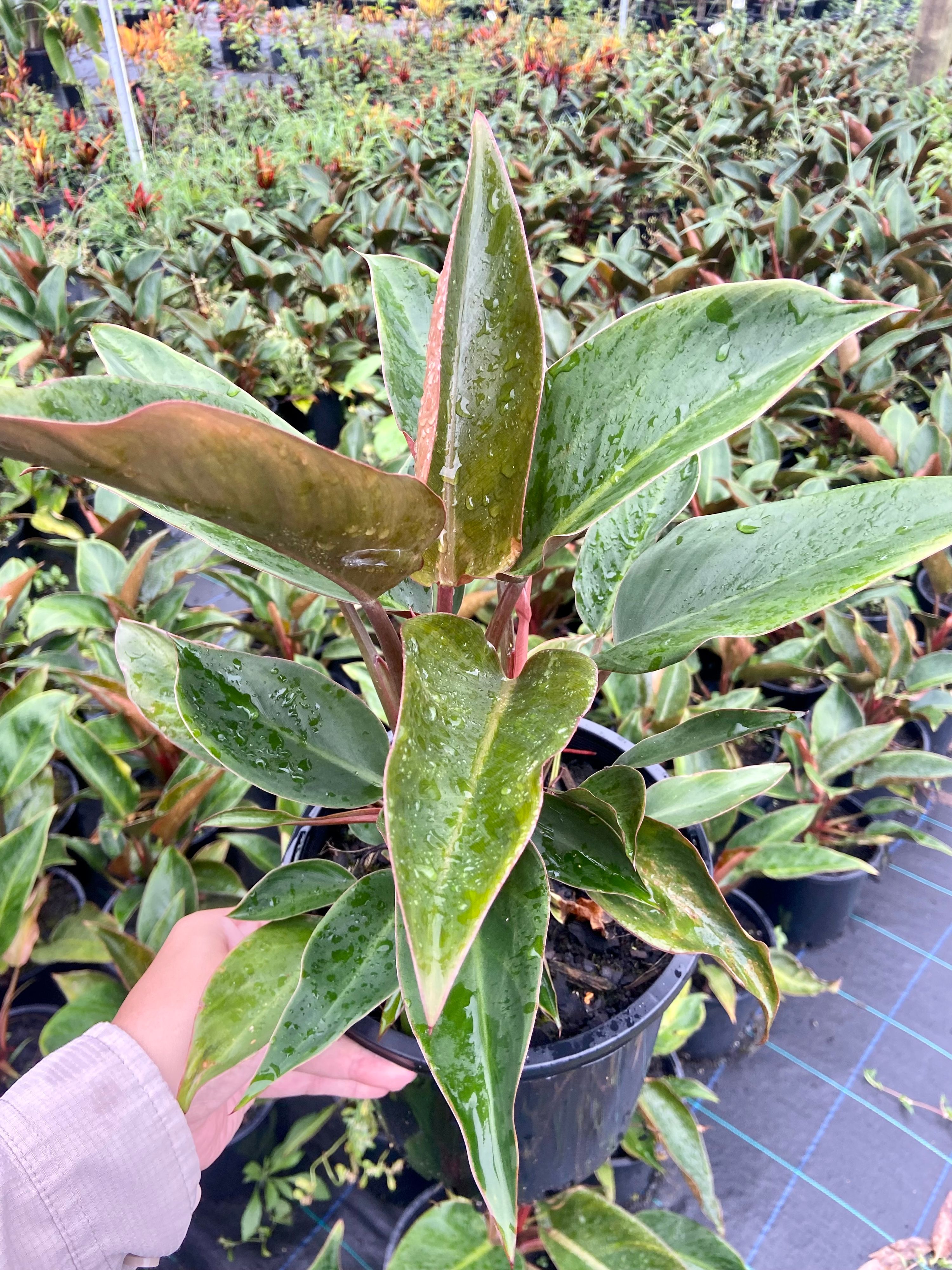 Philodendron tatei Rojo Congo, photo 5