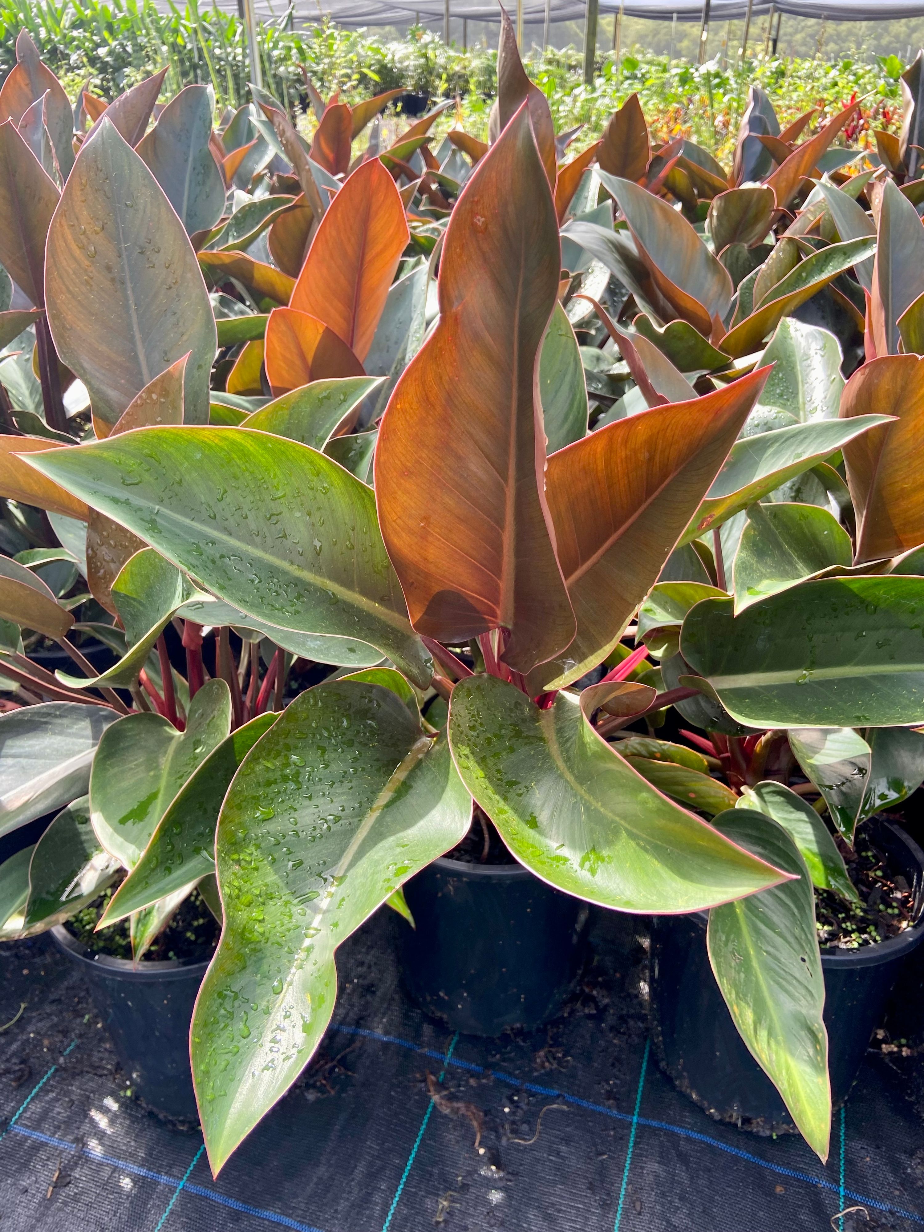Philodendron tatei Rojo Congo, photo 4