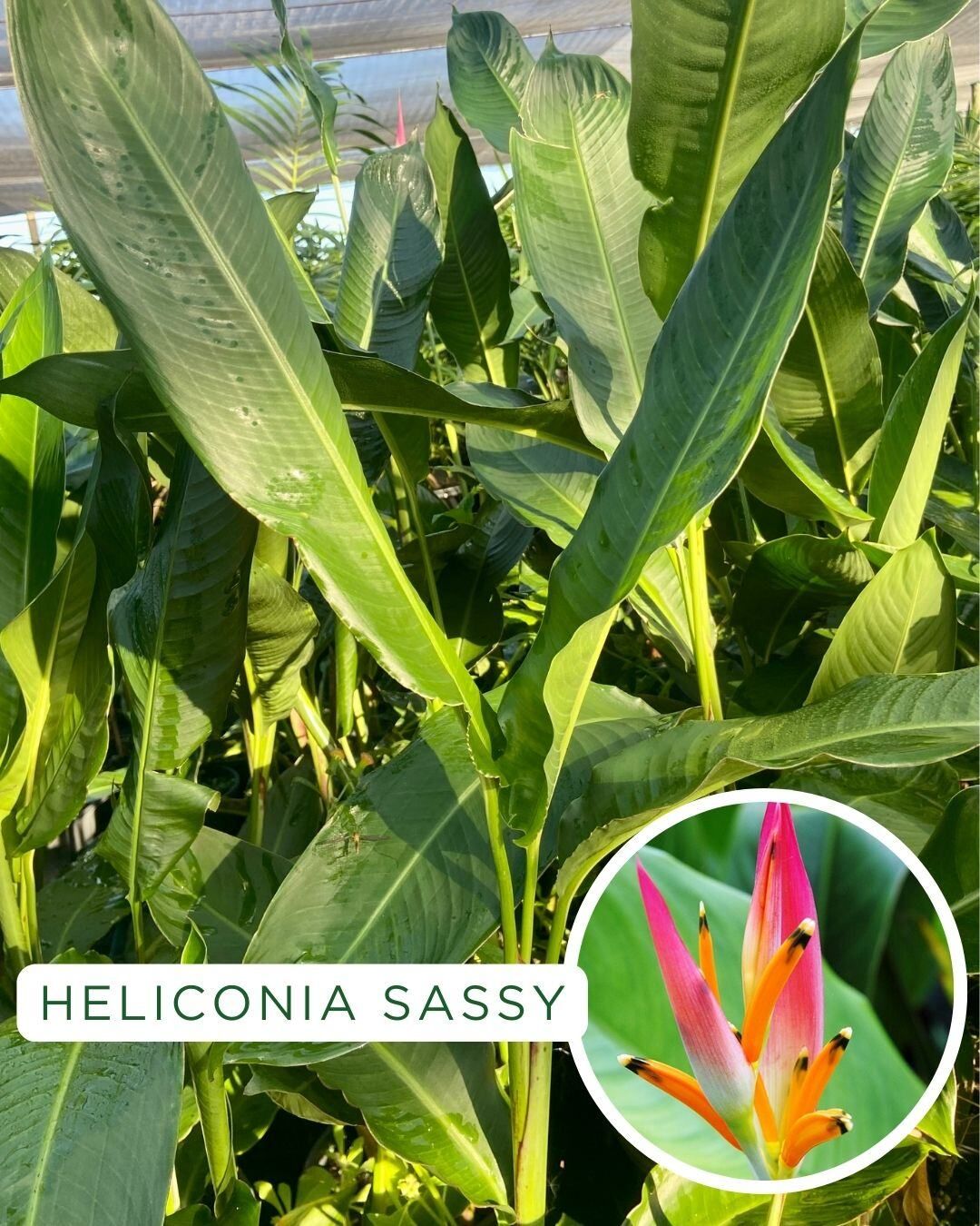 Heliconia psittacorum Sassy, photo 2
