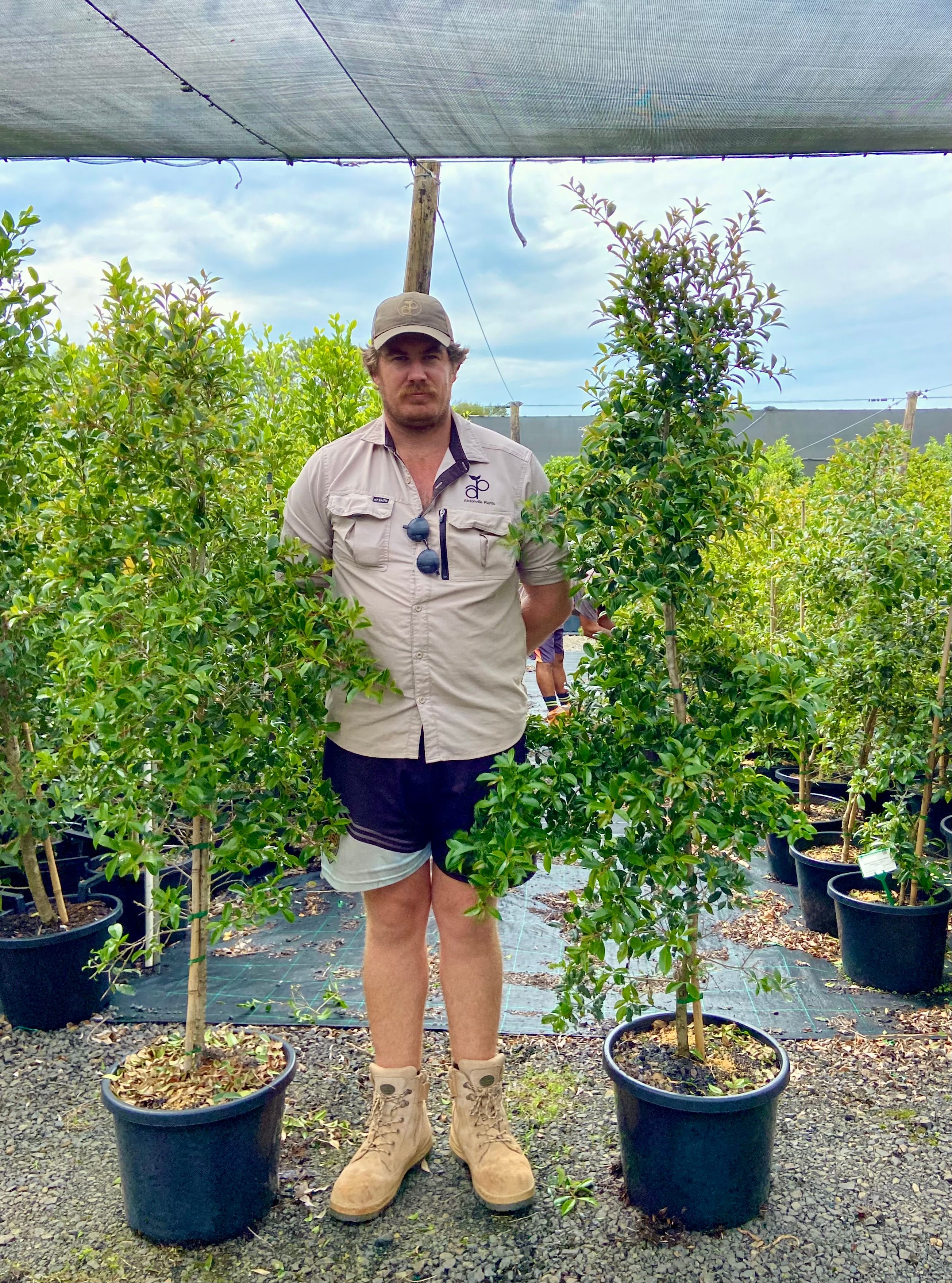 Syzygium australe Select grown at the nursery