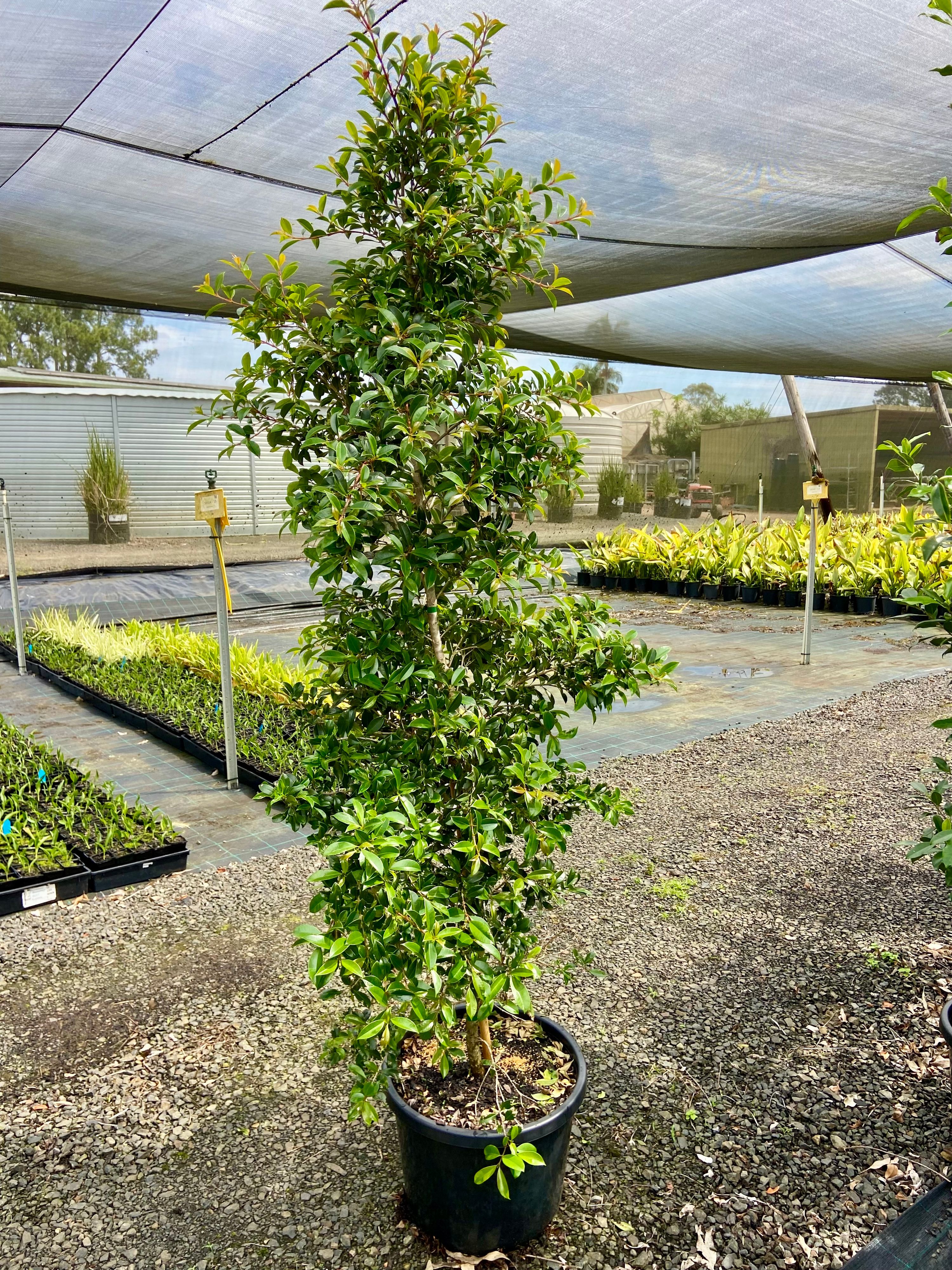 Syzygium australe Select, photo 2