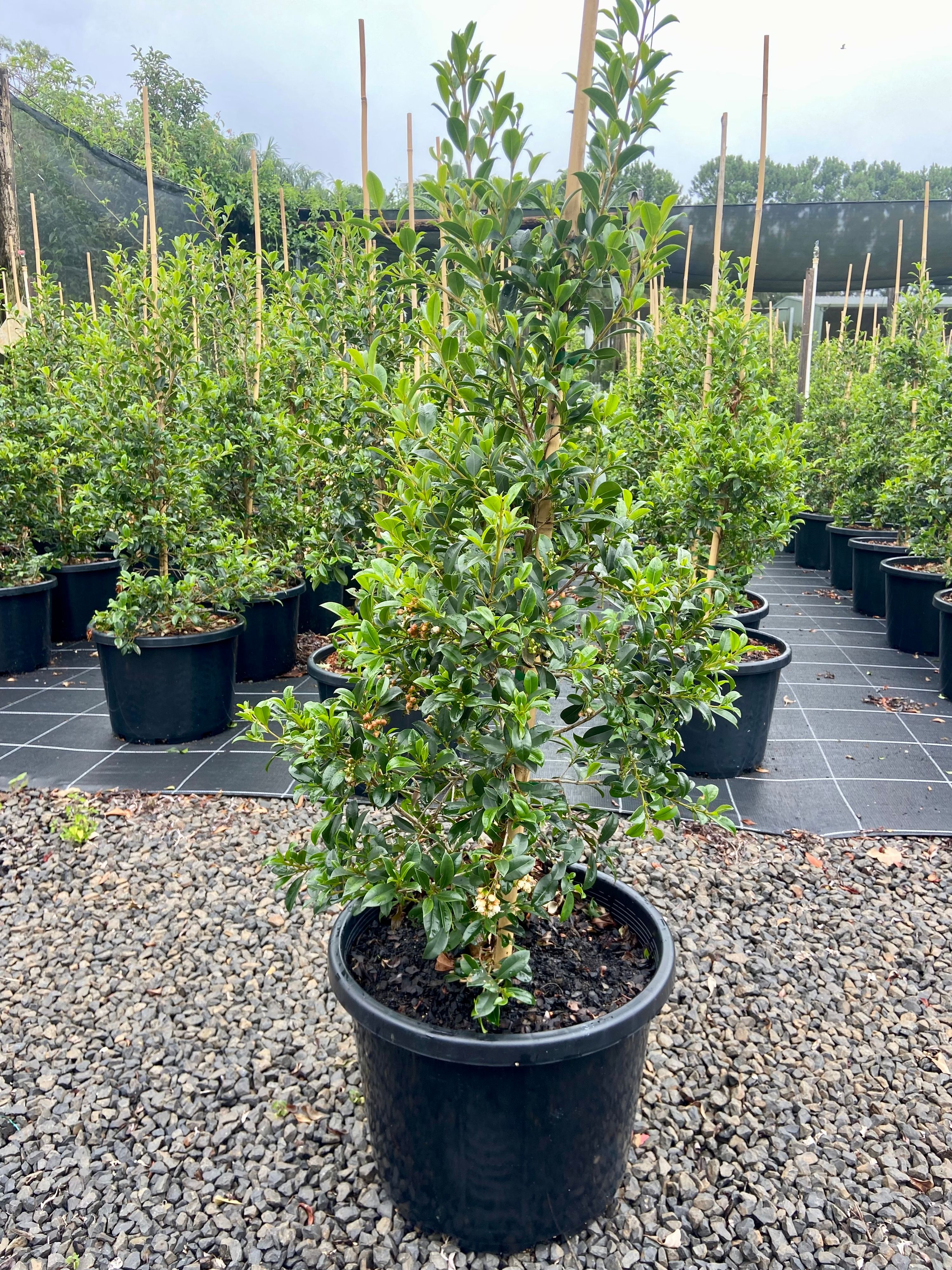 Syzygium australe Select, photo 3