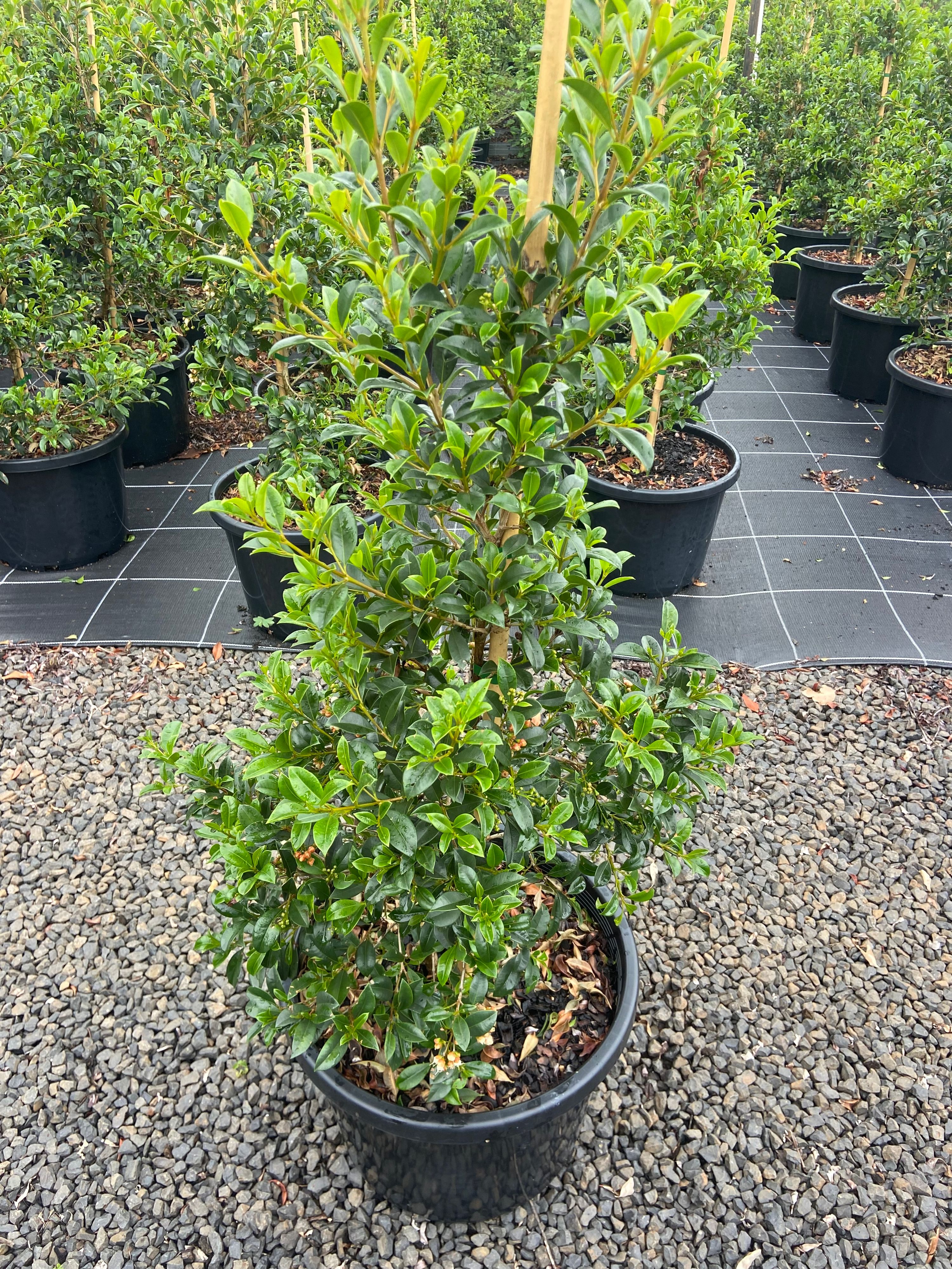Syzygium australe Select, photo 4