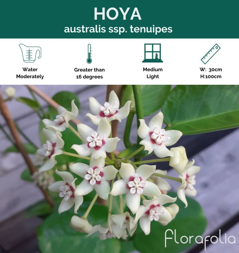Hoya australis ssp. tenuipes, photo 2