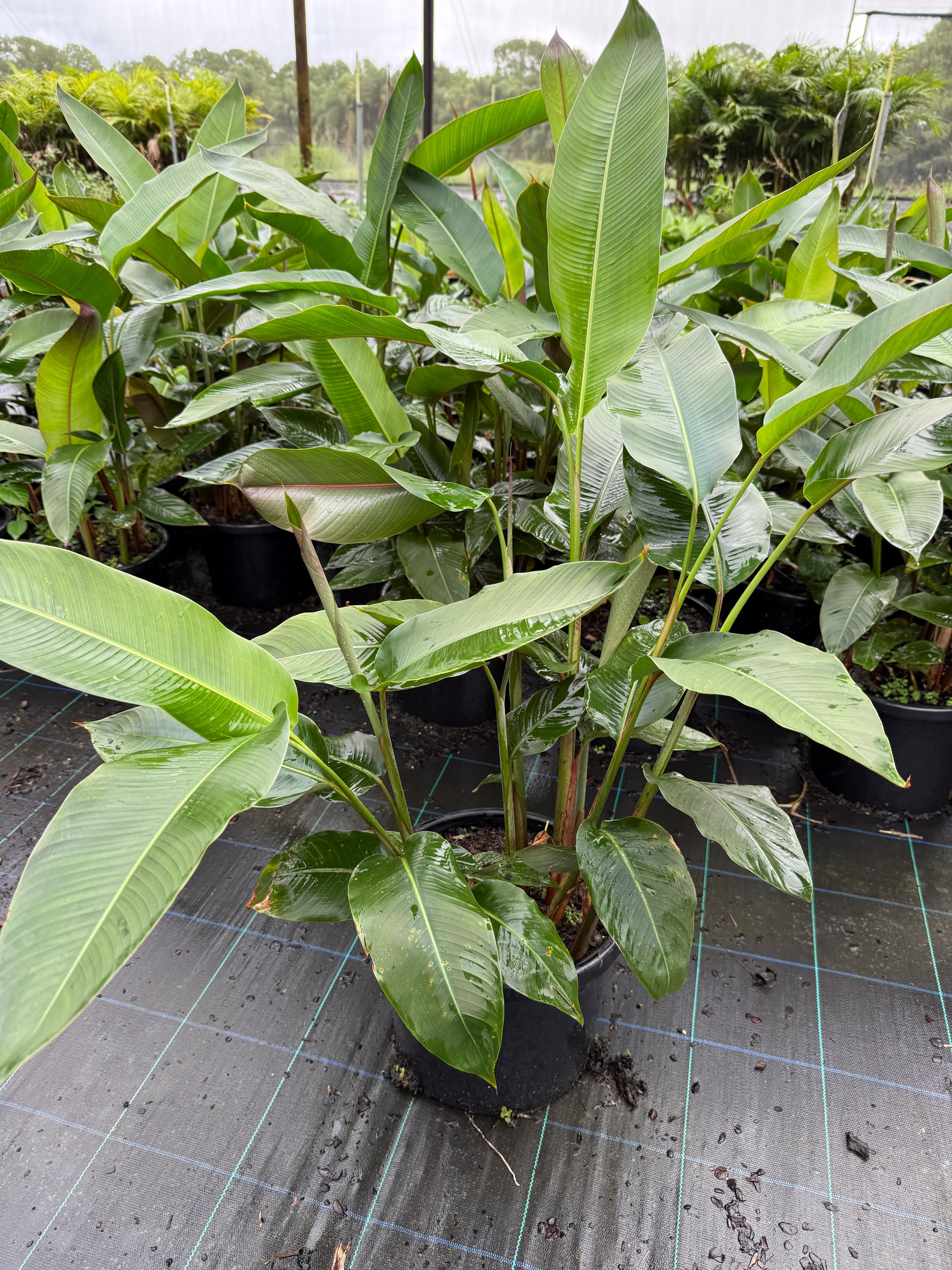 Heliconia rostrata grown at the nursery