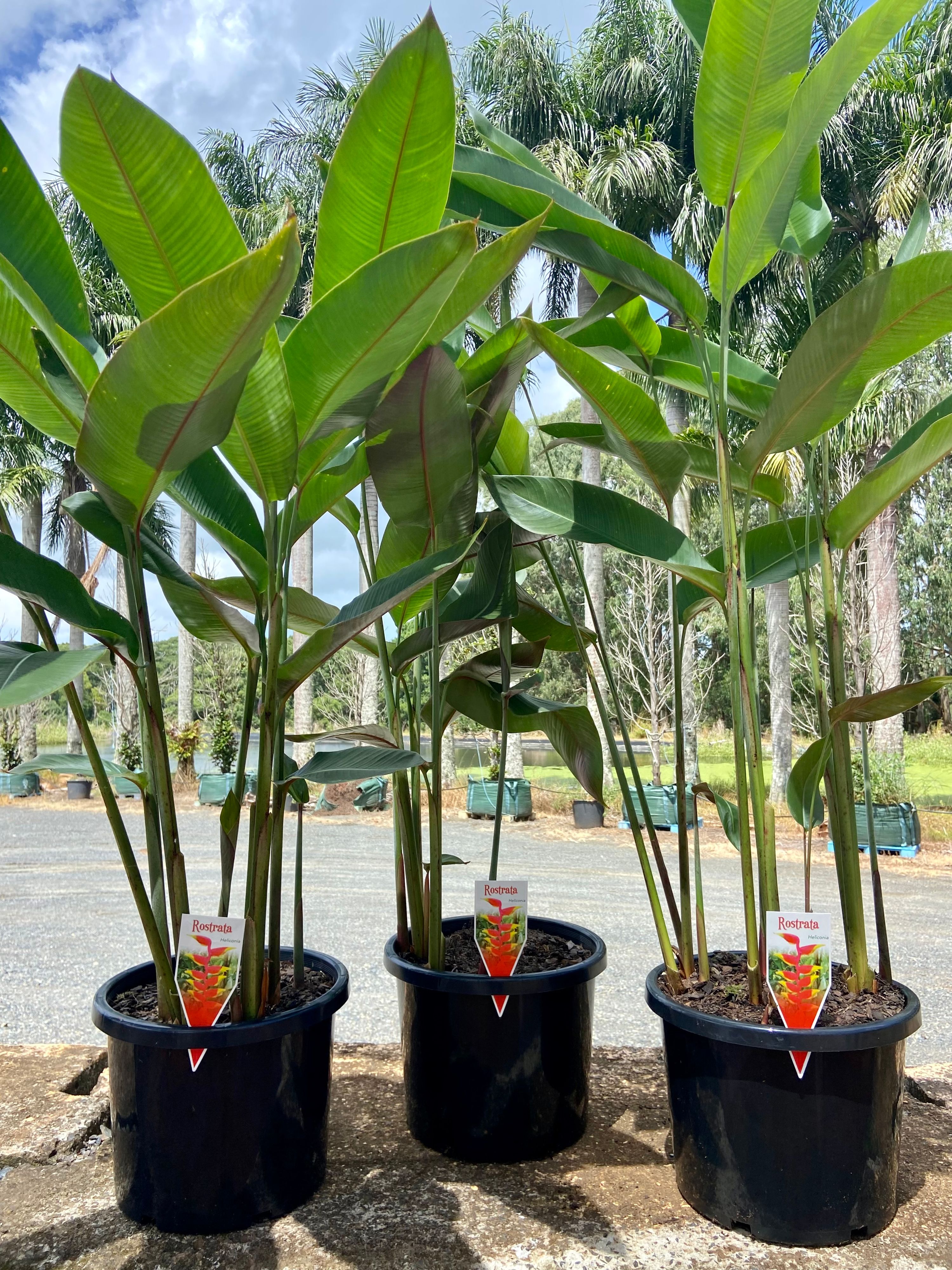 Heliconia rostrata, photo 3