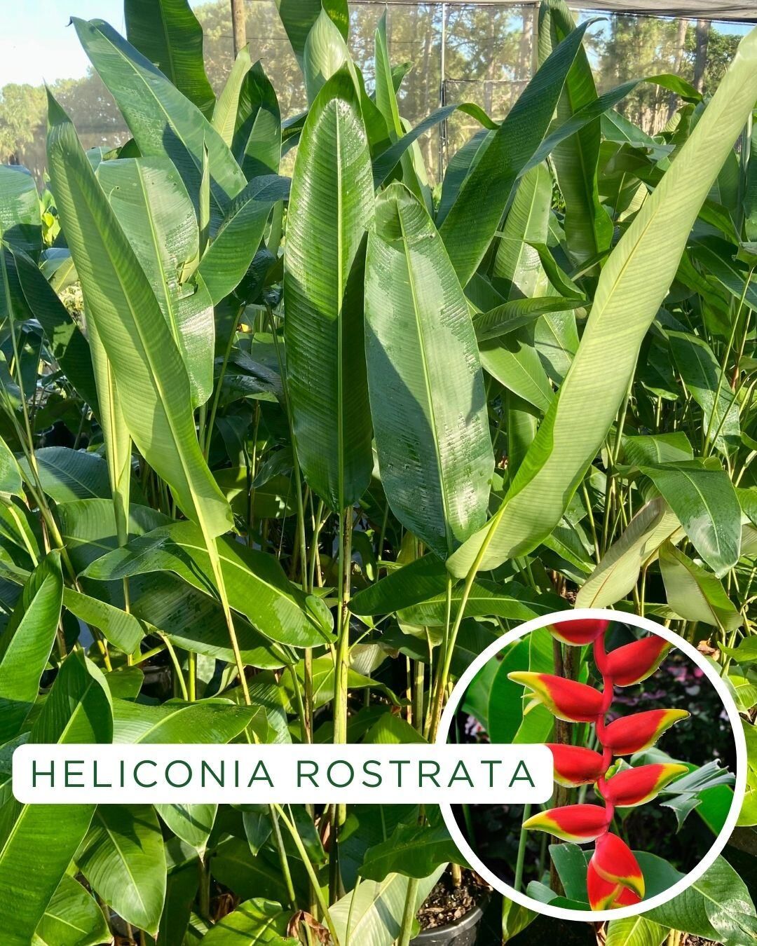 Heliconia rostrata, photo 2