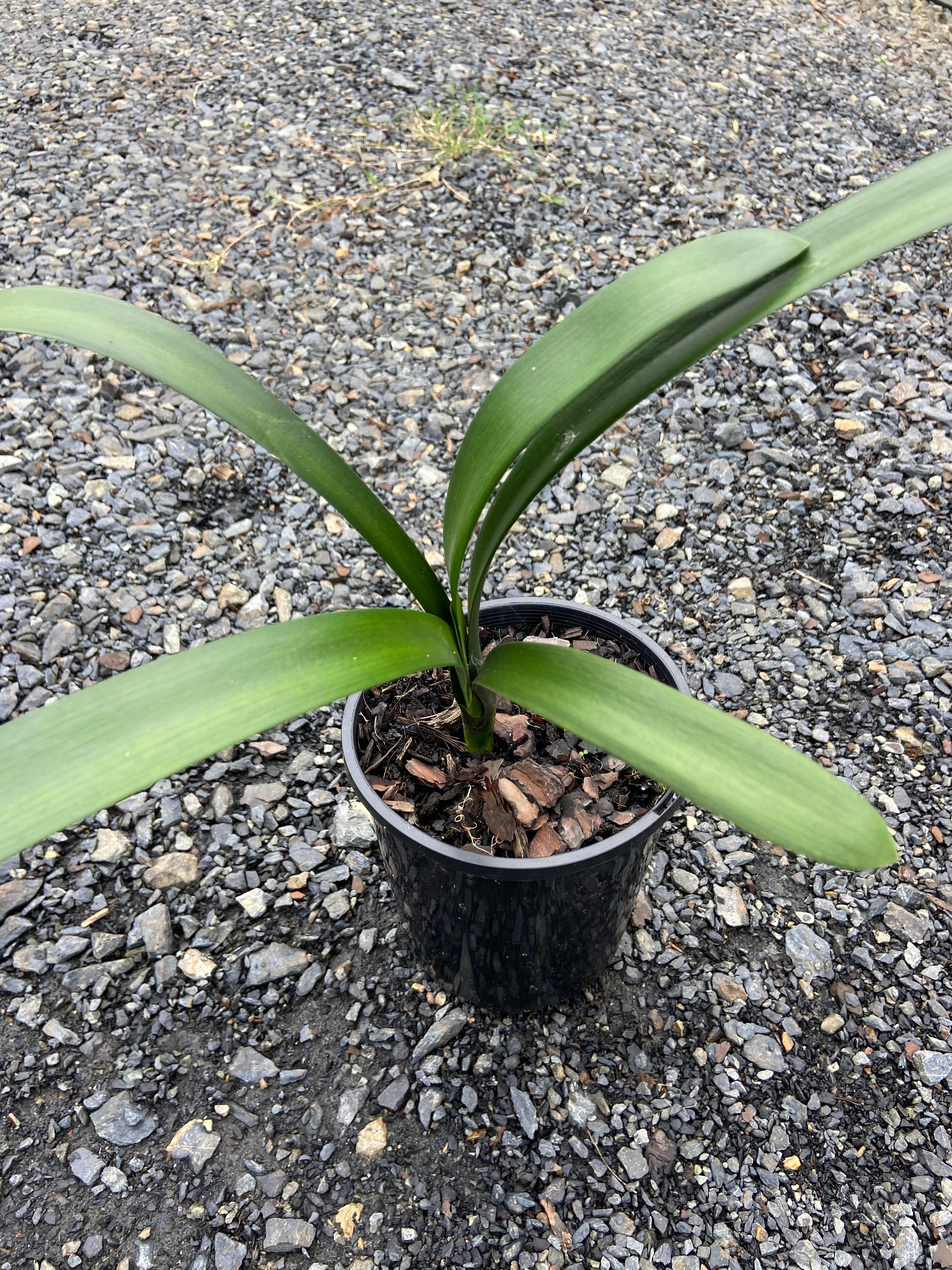 Clivia Belgium Hybrid grown at the nursery