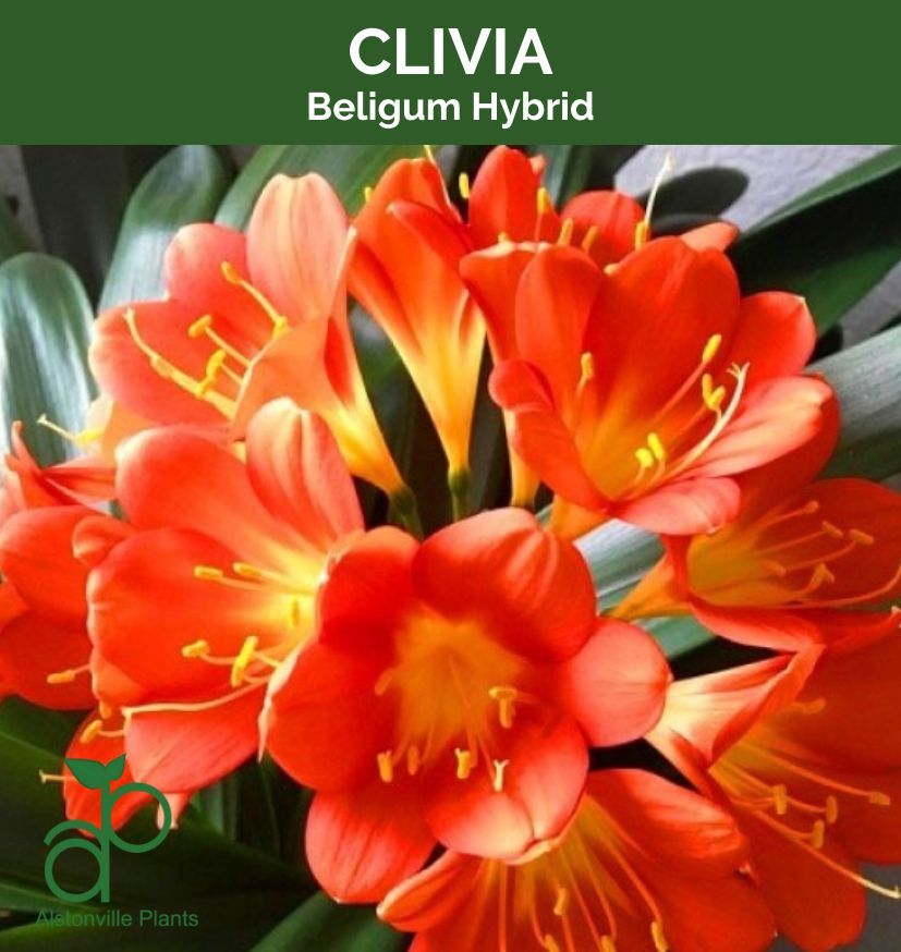 Clivia Belgium Hybrid, photo 2