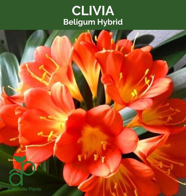 Clivia Belgium Hybrid, photo 2