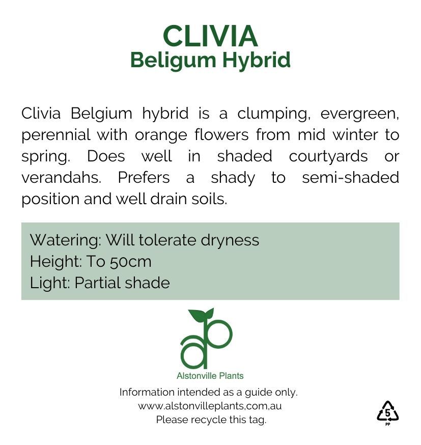Clivia Belgium Hybrid, photo 3