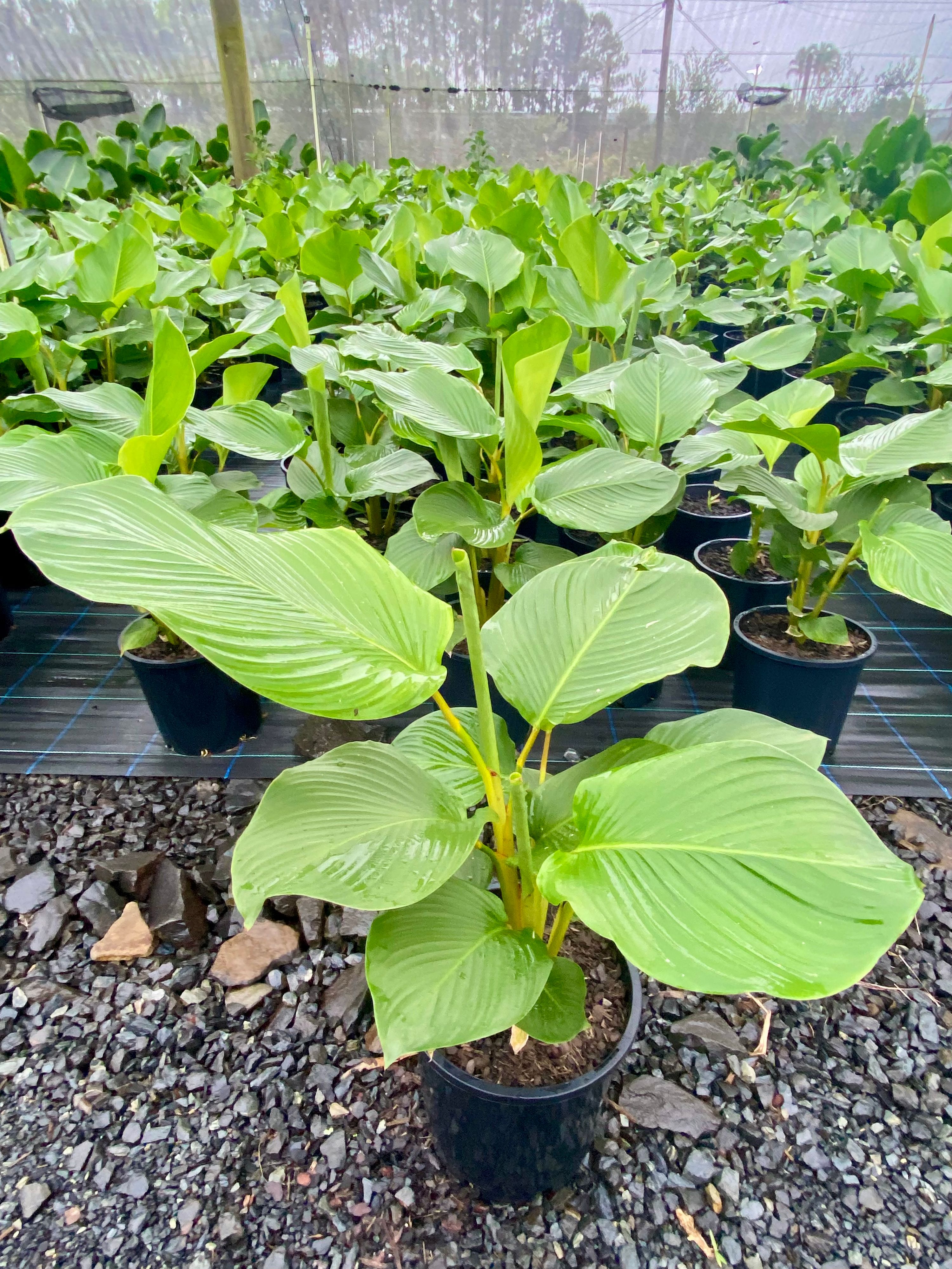Calathea lutea grown at the nursery