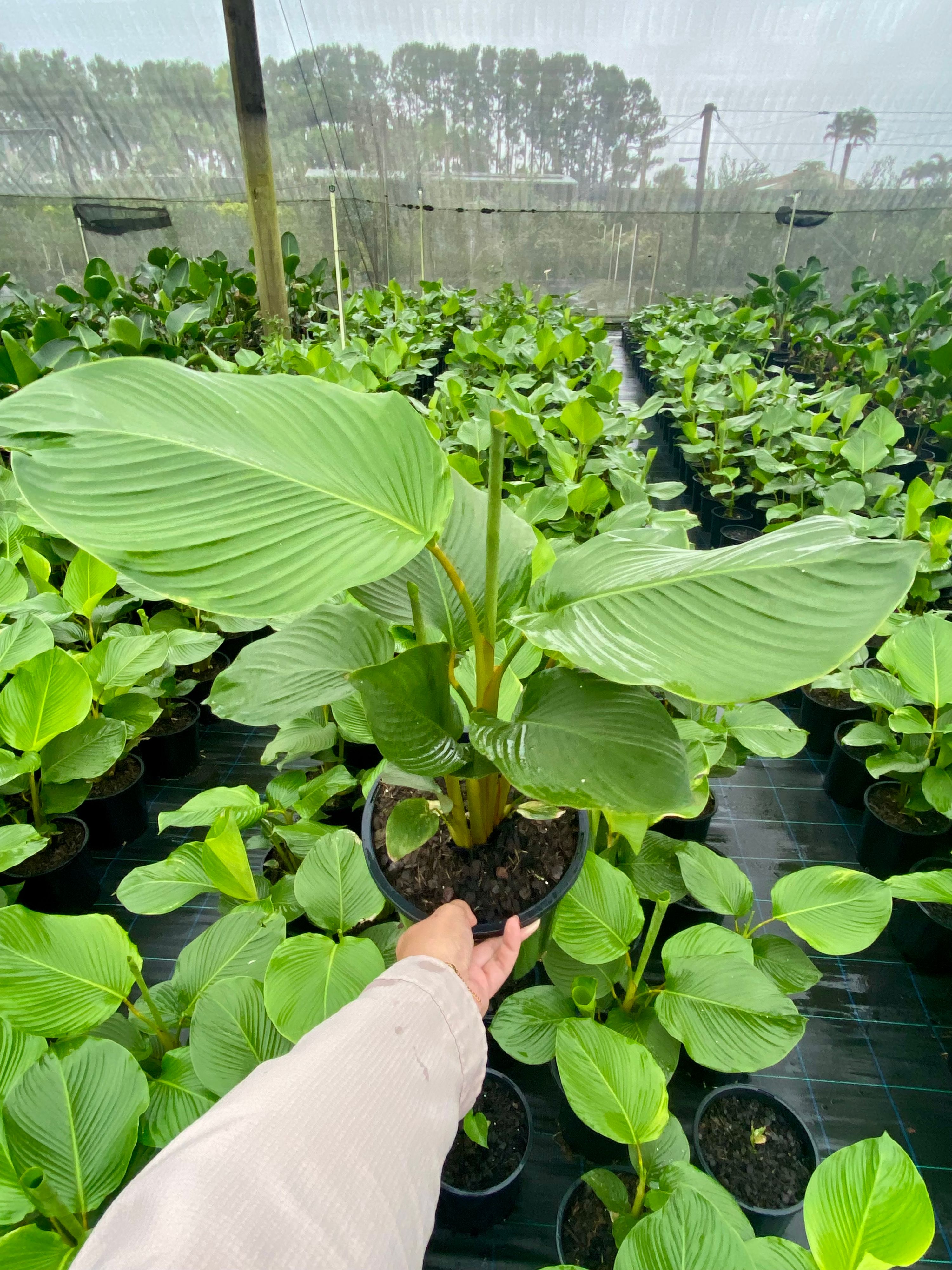 Calathea lutea, photo 2