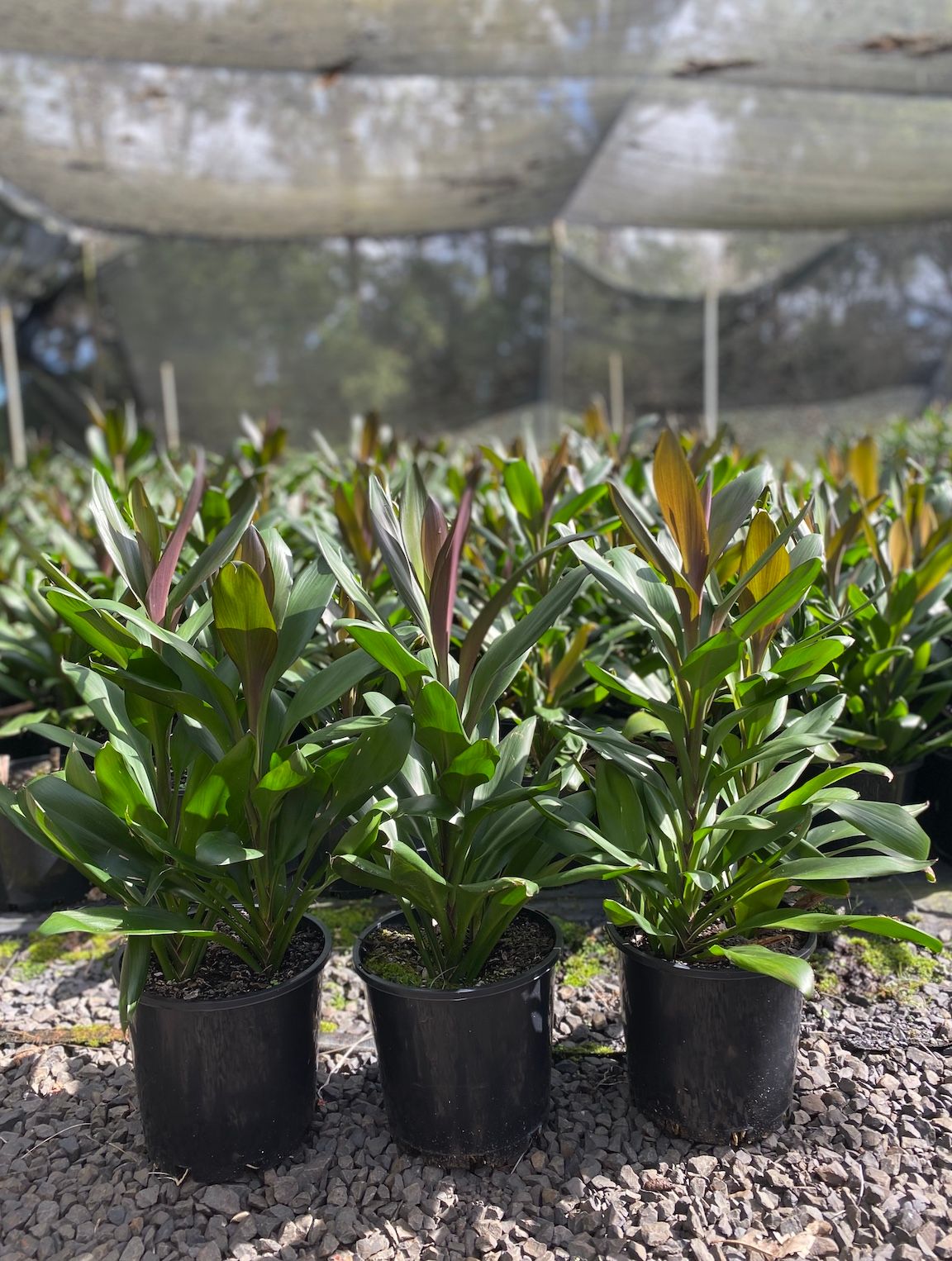 Cordyline glauca, photo 2