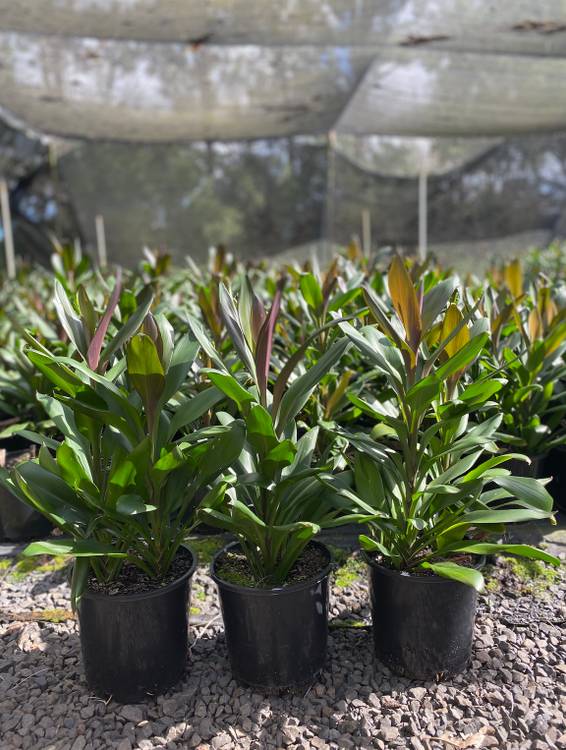 Cordyline glauca, photo 2