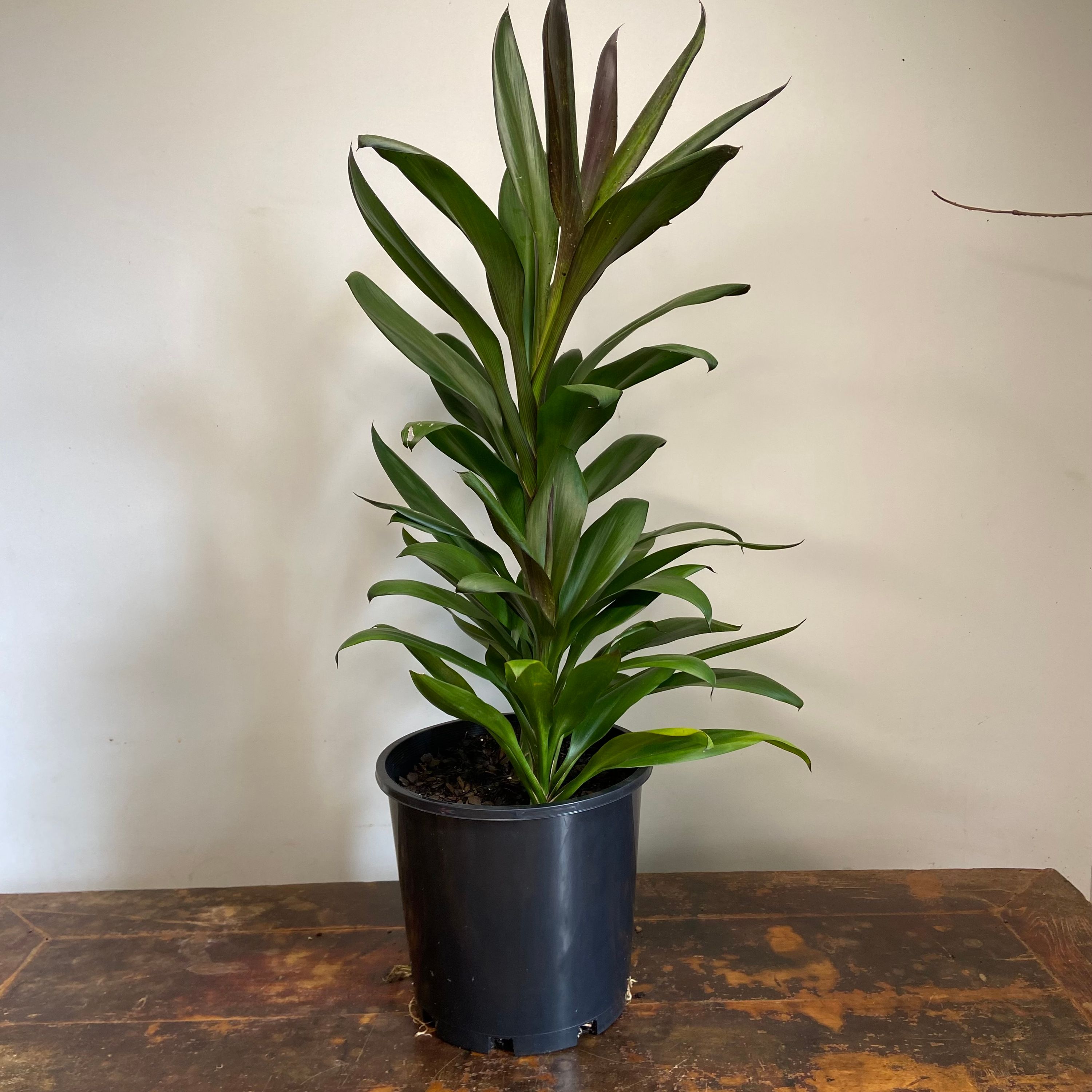 Cordyline glauca, photo 3