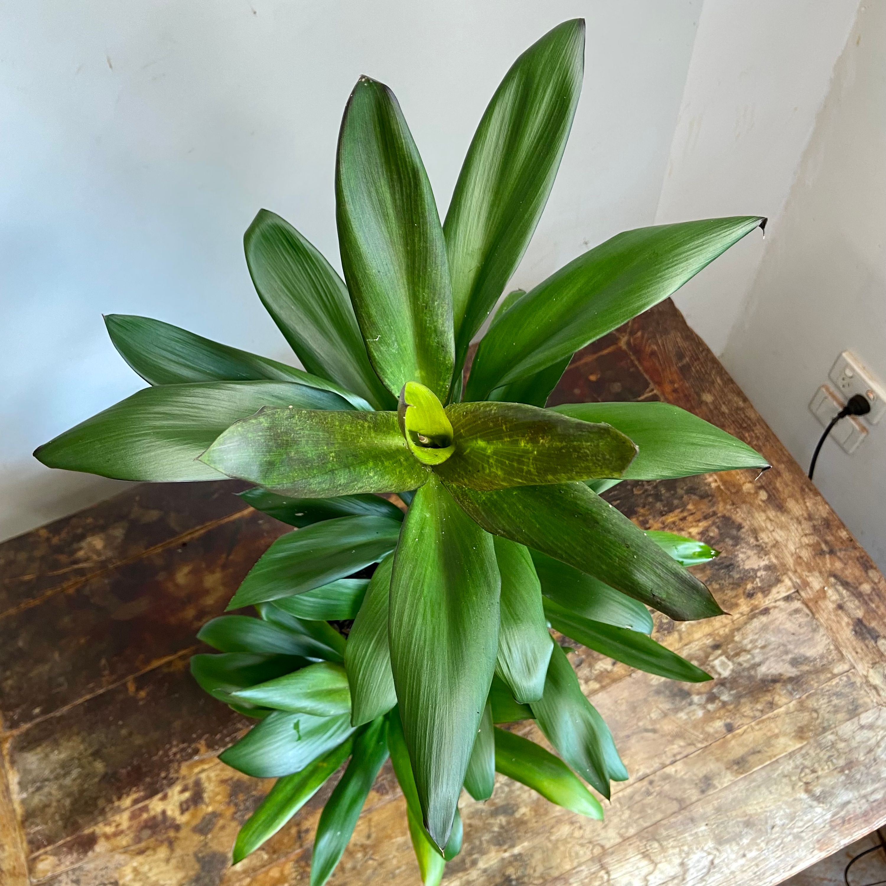 Cordyline glauca, photo 4