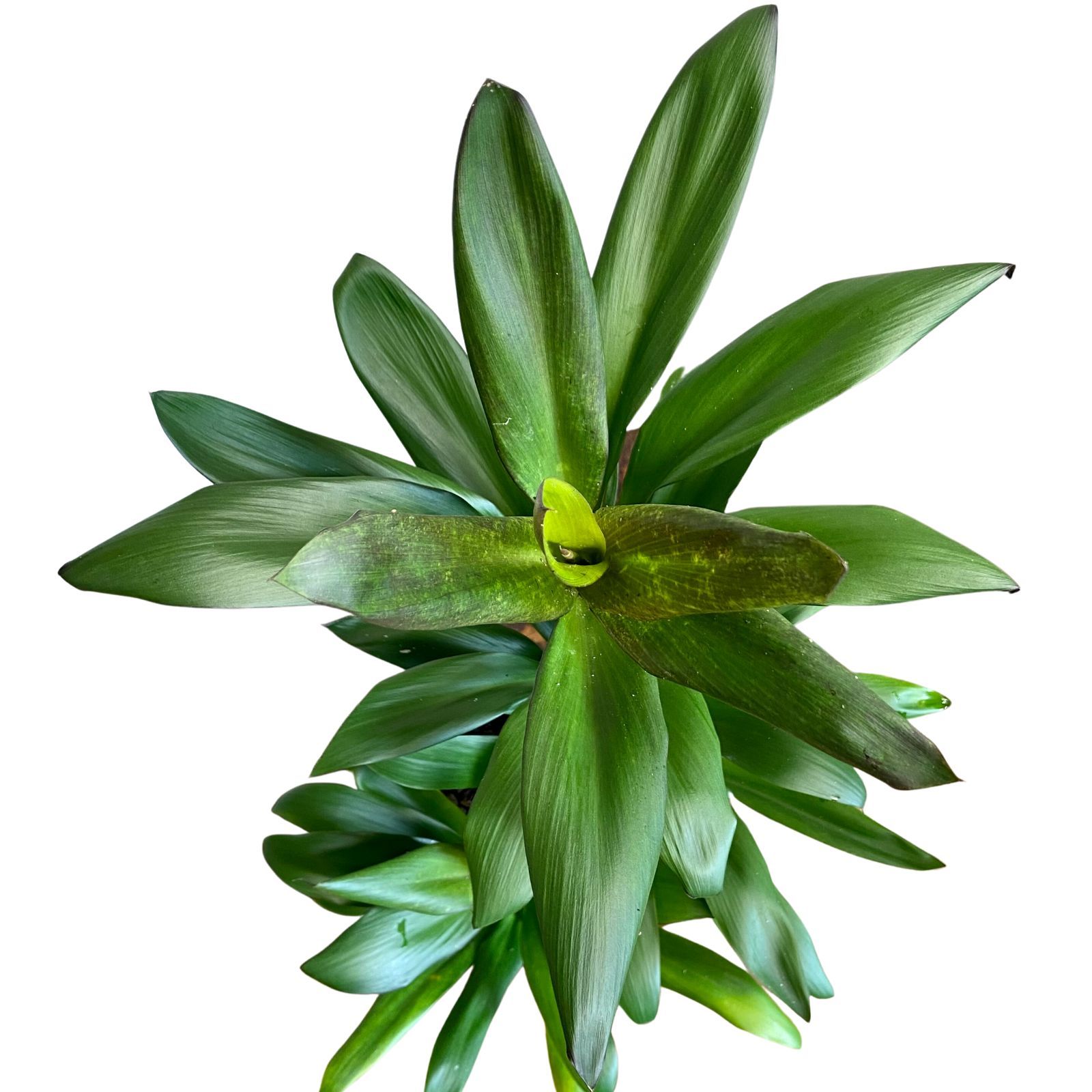 Cordyline glauca, photo 5