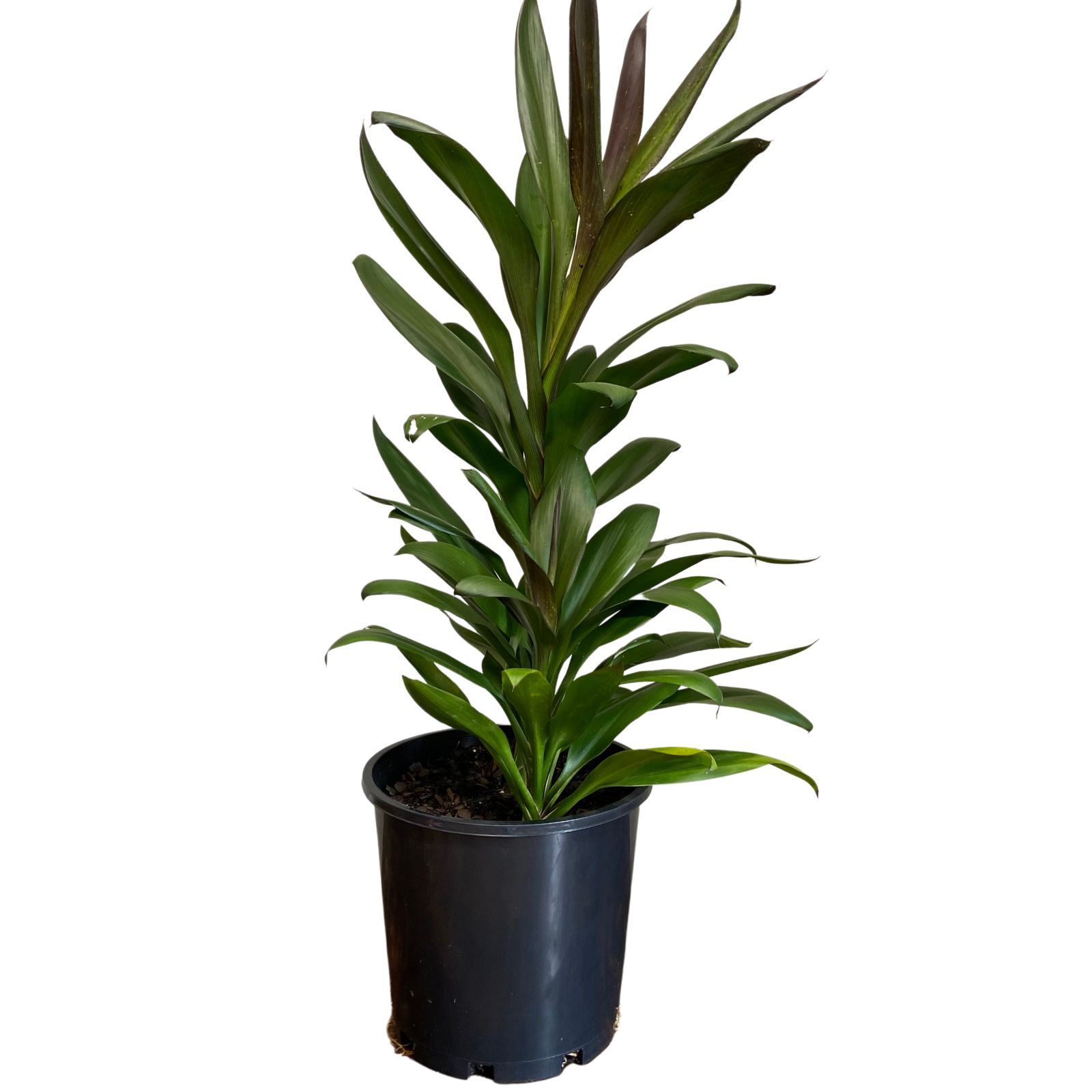 Cordyline glauca, photo 6
