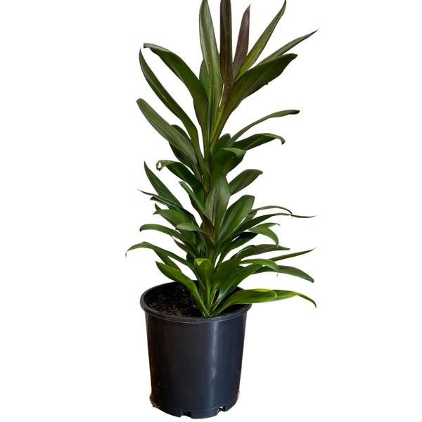 Cordyline glauca, photo 6