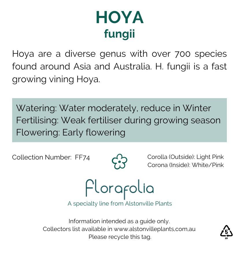 Hoya fungii, photo 2