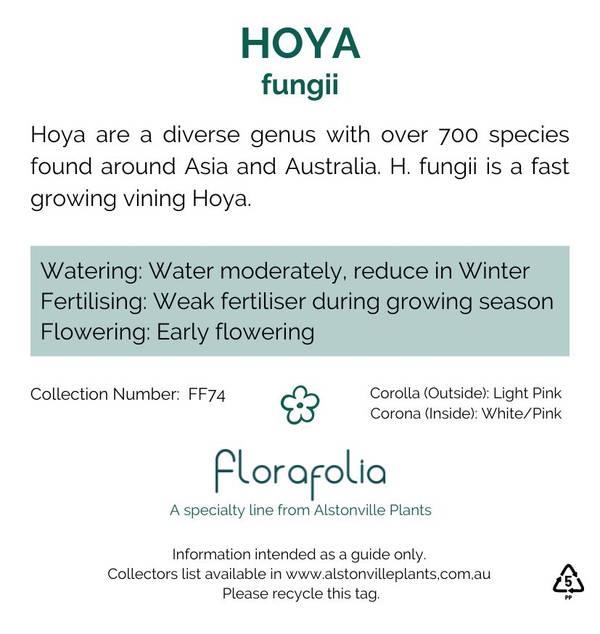 Hoya fungii, photo 2