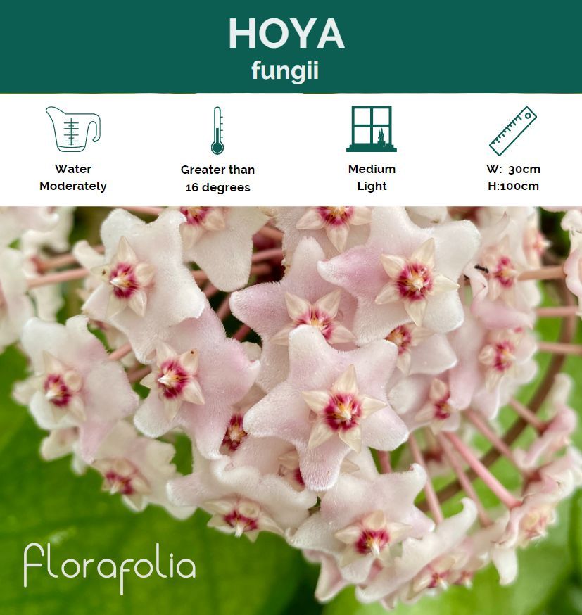 Hoya fungii, photo 3