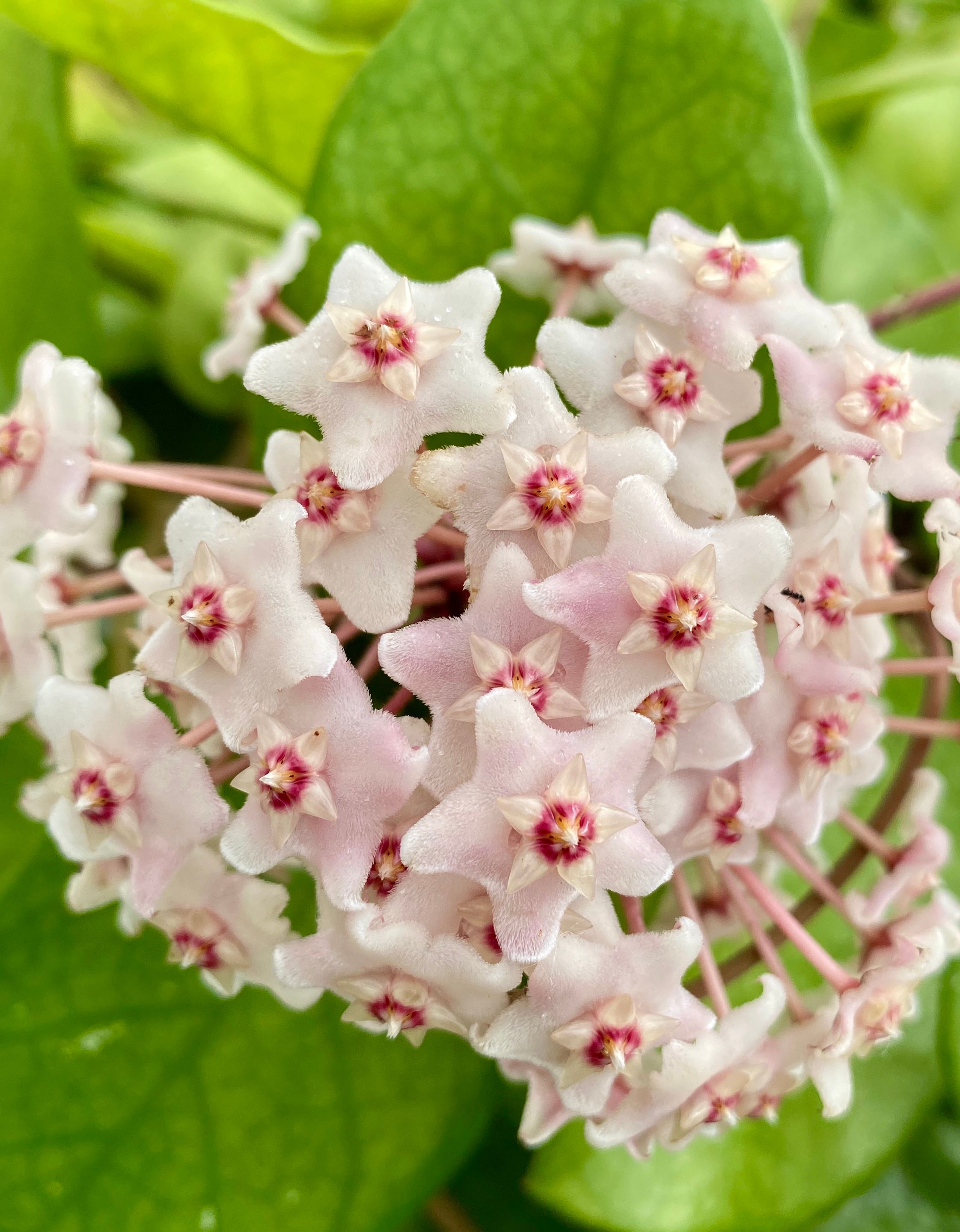 Hoya fungii grown at the nursery